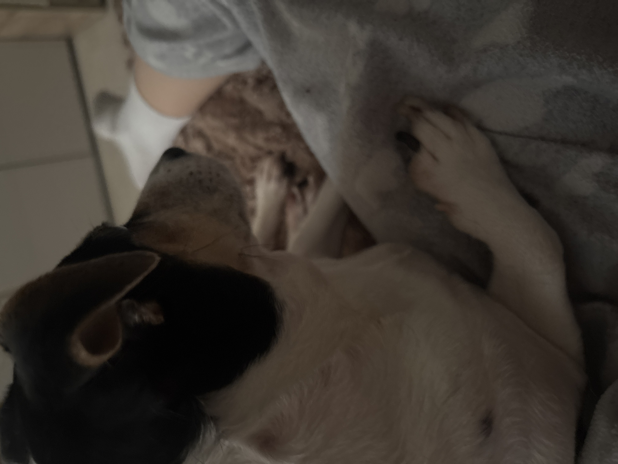 The image shows a close-up view of a small dog, likely a terrier mix, resting on a person's lap. The dog has black, white, and tan markings on its fur, with its head turned to the left, looking away from the camera. Its ears are visible, with one appearing to be slightly more upright than the other. The dog's body is mostly white with some black and tan patches. The person's legs, covered by a gray blanket and a white sock, are visible in the background. The dog's paws are resting on the blanket. The scene appears to be indoors, possibly in a home environment, with the lighting suggesting it is nighttime or a dimly lit room. There are no discernible landmarks or elements that would definitively place the location in Vsevolozhsk, Russia. The overall impression is one of a relaxed, domestic setting.