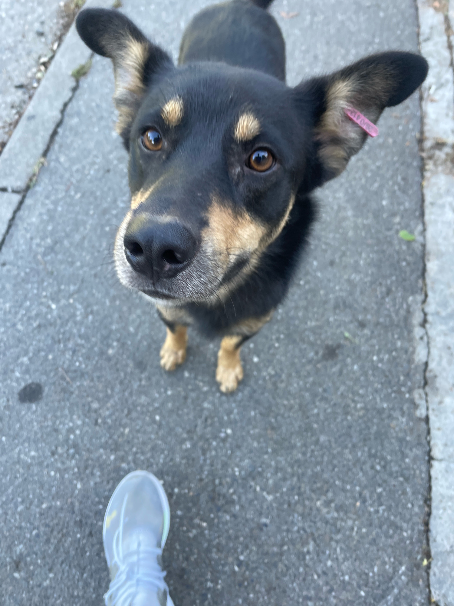 A medium-sized, black and tan dog with large ears is shown from a high-angle perspective, standing on an asphalt surface next to a sidewalk. The dog's face is directed upwards towards the camera, with its eyes open and alert. A small, pink tag is attached to its right ear. The dog's front paws are visible, as are its hind legs. In the lower left corner of the frame, a blurred image of a person's white athletic shoe is present, suggesting the photograph was taken by the person whose foot is visible. The environment appears to be an outdoor urban setting.
