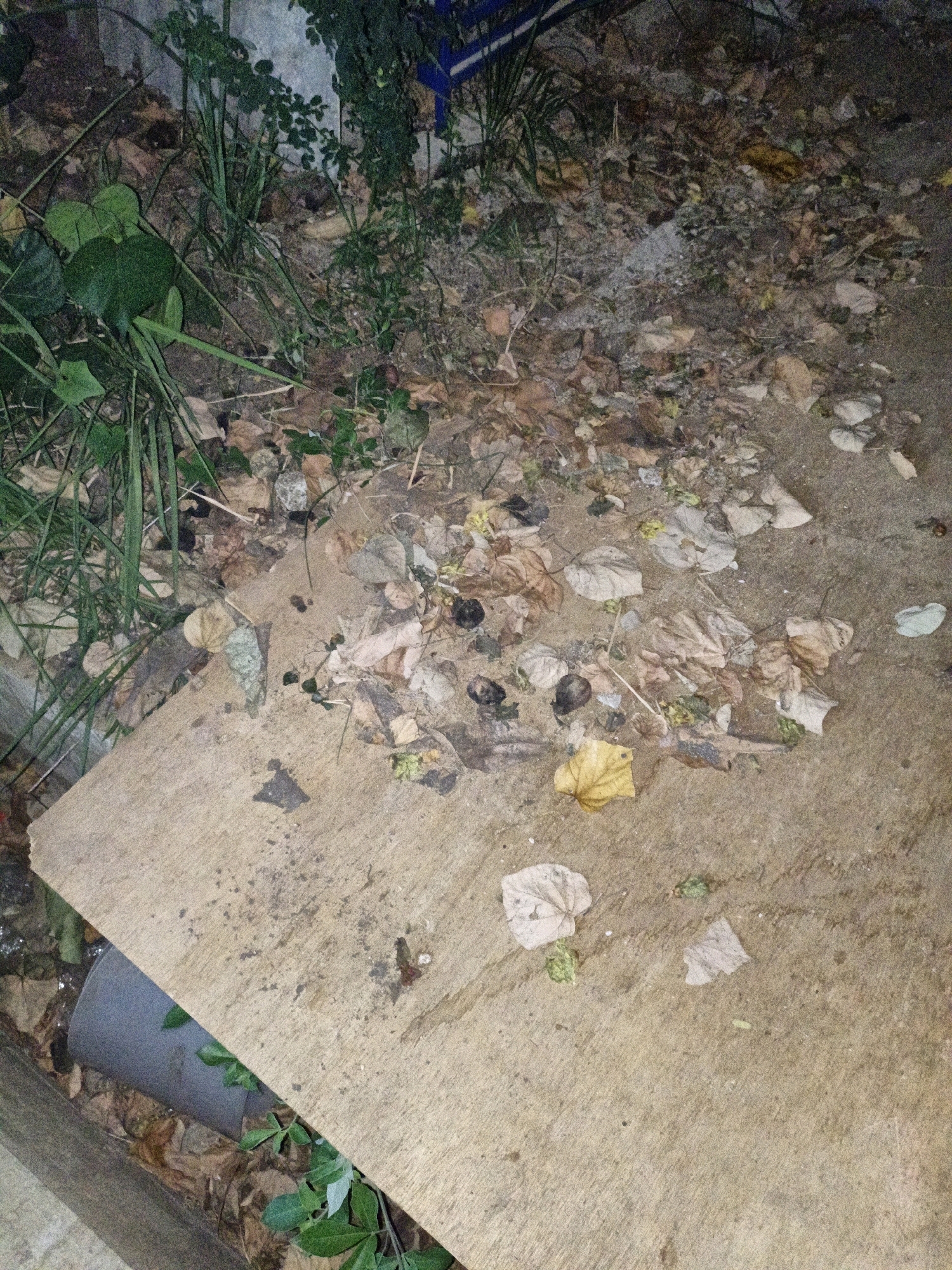 The image depicts a ground-level view of a patch of dirt and debris in what appears to be an outdoor, potentially urban, setting. Vegetation, including green leafy plants and tall grass, is visible in the upper left and lower right portions of the frame. The ground is covered with fallen leaves in various shades of brown and yellow, interspersed with small pebbles and some dark, indistinct organic matter. A large, light-colored, flat object, possibly a piece of plywood or concrete, occupies the lower half of the image, lying at an angle. A grey pipe or drain is partially visible beneath this object in the lower left corner. The overall scene suggests an unkempt or neglected outdoor area, possibly in the city of Cikal, Indonesia, though this cannot be definitively confirmed from the visual evidence alone. The lighting suggests it may be dusk or nighttime. There are no people or clear indications of recent human activity beyond the presence of the pipe and the flat object.