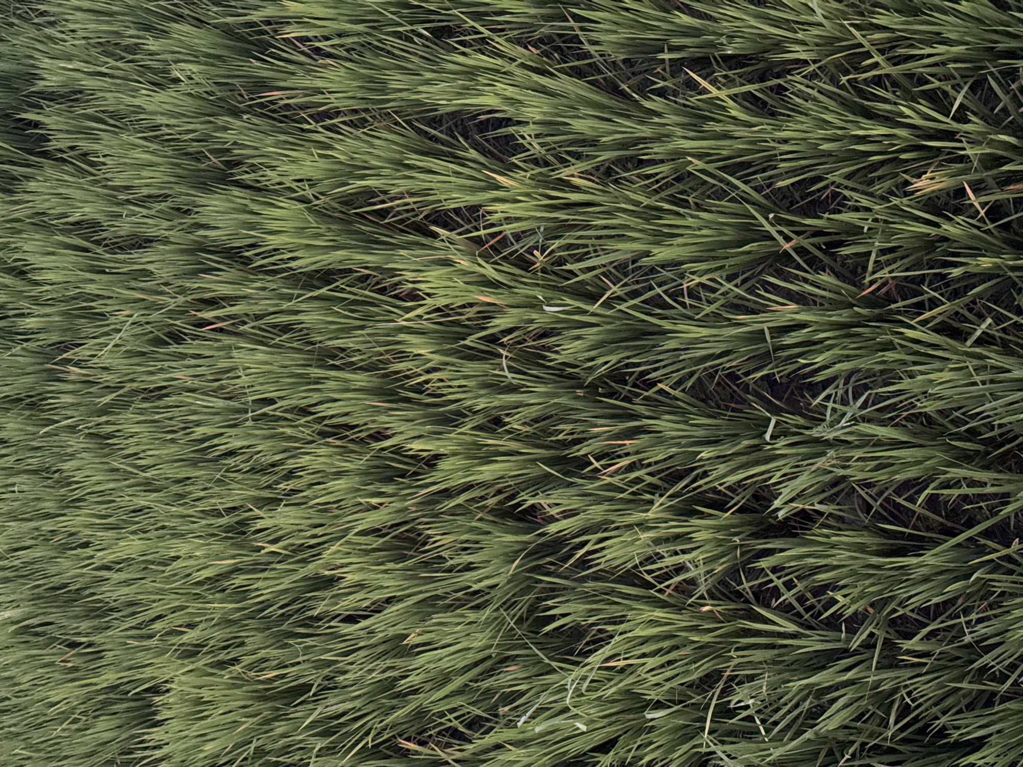 This is an aerial, close-up, eye-level shot of a lush, green rice paddy field in Tegallalang, Indonesia. The image is filled with dense rows of young rice plants, their slender, pointed leaves a vibrant green, with some slight yellowing and hints of red suggesting the early stages of growth or nutrient variation. The planting appears to be in very neat, parallel rows, indicating a well-maintained agricultural landscape. The ground beneath the rice plants is dark, likely rich soil or mud, and is largely obscured by the foliage. There are no people, animals, or structures visible in the frame, focusing the viewer's attention solely on the texture and pattern of the cultivated field. The overall impression is one of natural abundance and organized agriculture.