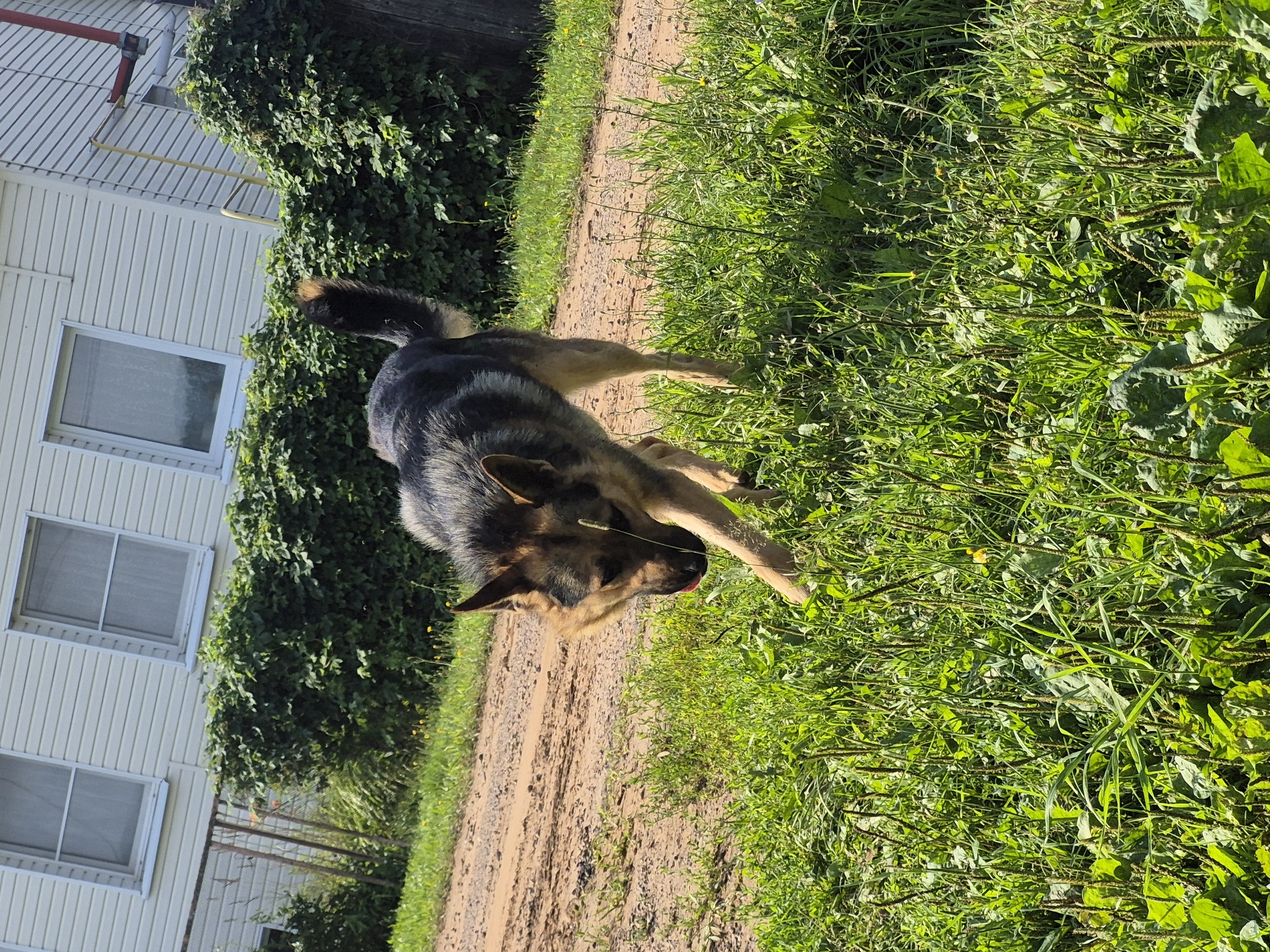 In a sunlit outdoor scene, a German Shepherd dog walks on a dirt path, its head lowered and its tongue slightly out. The dog is predominantly black and tan, with a bushy tail. The path is bordered by a lush green grassy area with scattered yellow wildflowers. In the background, a white building with multiple windows and horizontal siding stands against a backdrop of dense green foliage. A rusty metal fence is visible to the left of the building. The overall setting suggests a rural or semi-rural environment. There is no indication of the city of Karsha, Russia.