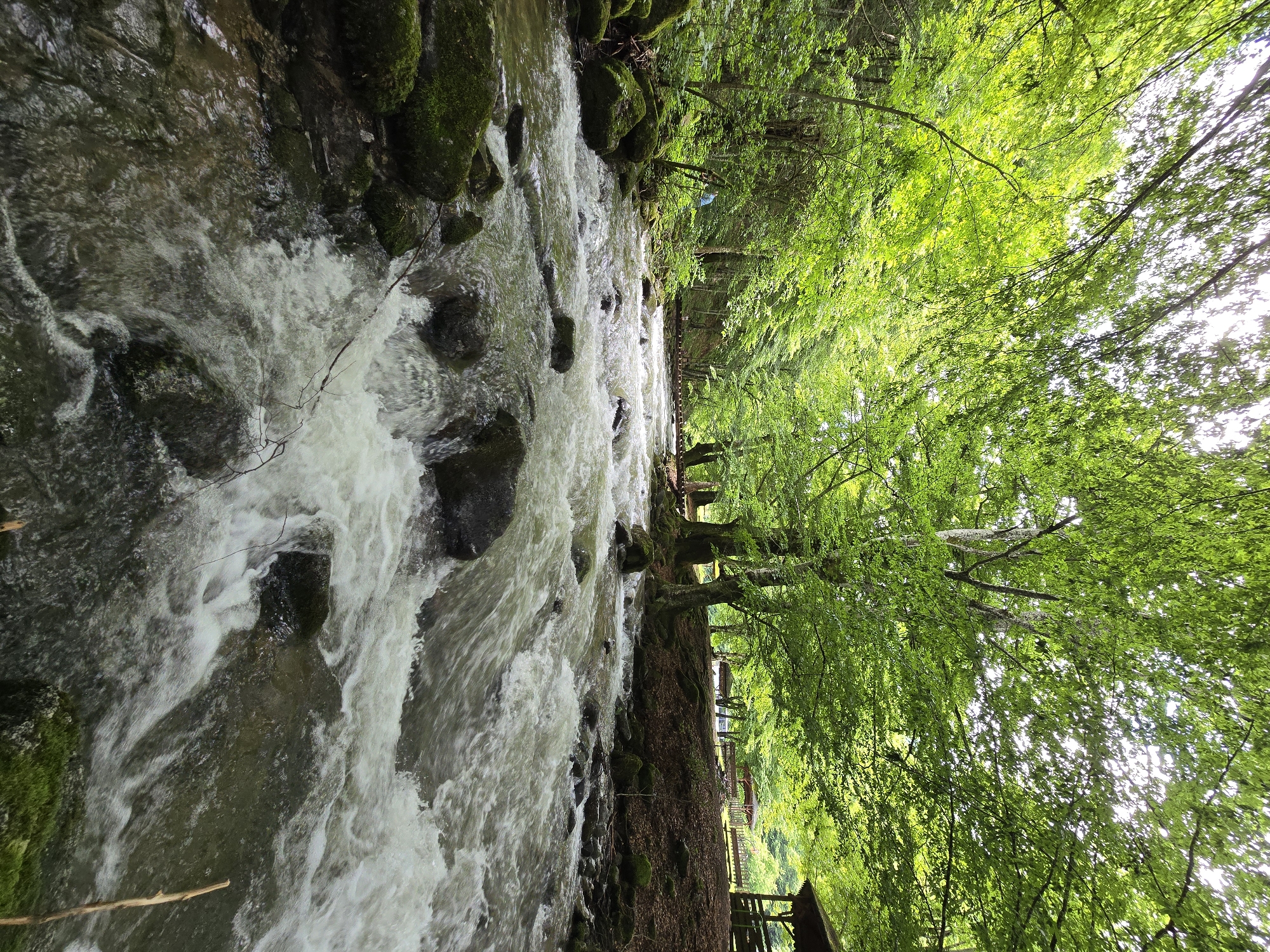 This image captures a vibrant riparian landscape located within the city of Ribaritsa, Bulgaria. A fast-flowing river, characterized by numerous moss-covered rocks and white water rapids, dominates the central and lower portions of the scene. The water exhibits a greenish-brown hue.
The left bank of the river is densely forested with lush green deciduous trees, extending upward into a steep incline. Amidst this foliage, a person in a light blue garment is partially visible in the mid-ground. A rustic wooden bridge or walkway is also discernible further back on this bank, spanning a section of the river or a tributary.
The right bank, elevated from the river, features a more open, yet still treed, recreational area. Several wooden gazebos or picnic shelters are present on a level expanse of earth covered with brown leaf litter. Large, mature trees with light-colored bark stand prominently along this bank.
The upper portion of the image is filled with the dense, bright green canopy of deciduous trees. Patches of bright, diffused light, consistent with an overcast sky or direct sunlight filtering through leaves, are visible through the foliage. The overall illumination indicates natural daylight. No specific actions or interactions are explicitly depicted beyond the natural flow of the river and the presence of recreational structures.