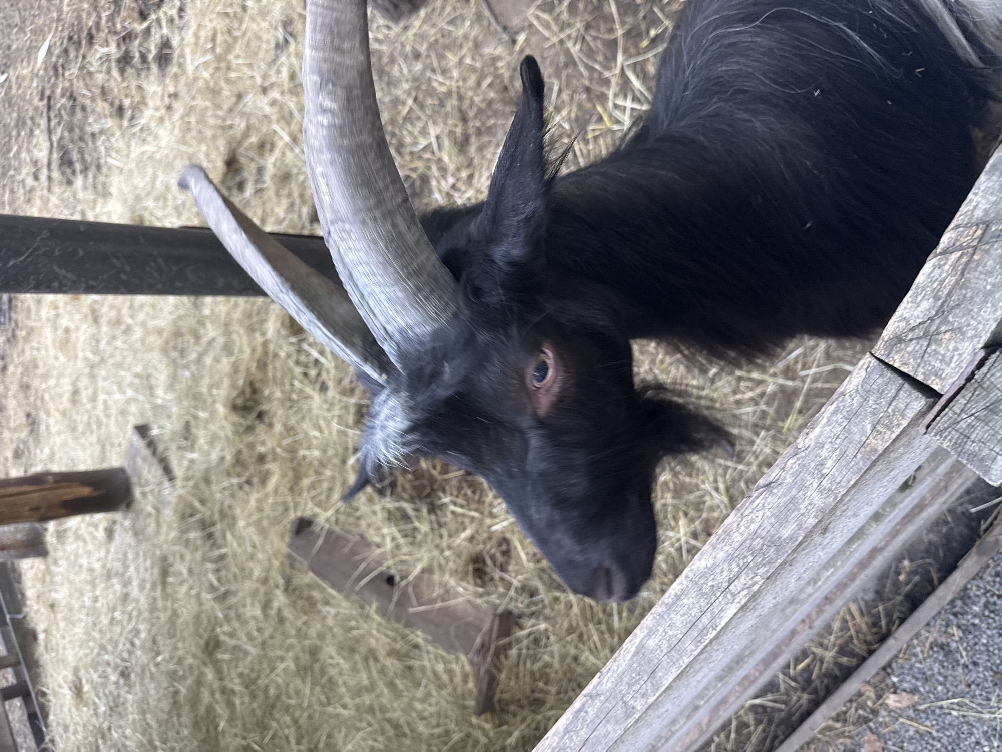 A close-up, high-angle medium shot shows a black goat with large, curved horns in an outdoor enclosure. The goat's head is turned to the left, and its eye is visible. The enclosure appears to be a pen with wooden fencing and a base covered in hay. In the background, there are wooden posts and more hay. The scene is likely in Orlivshchyna, Ukraine, given the context of the request, suggesting a rural or farm setting.
