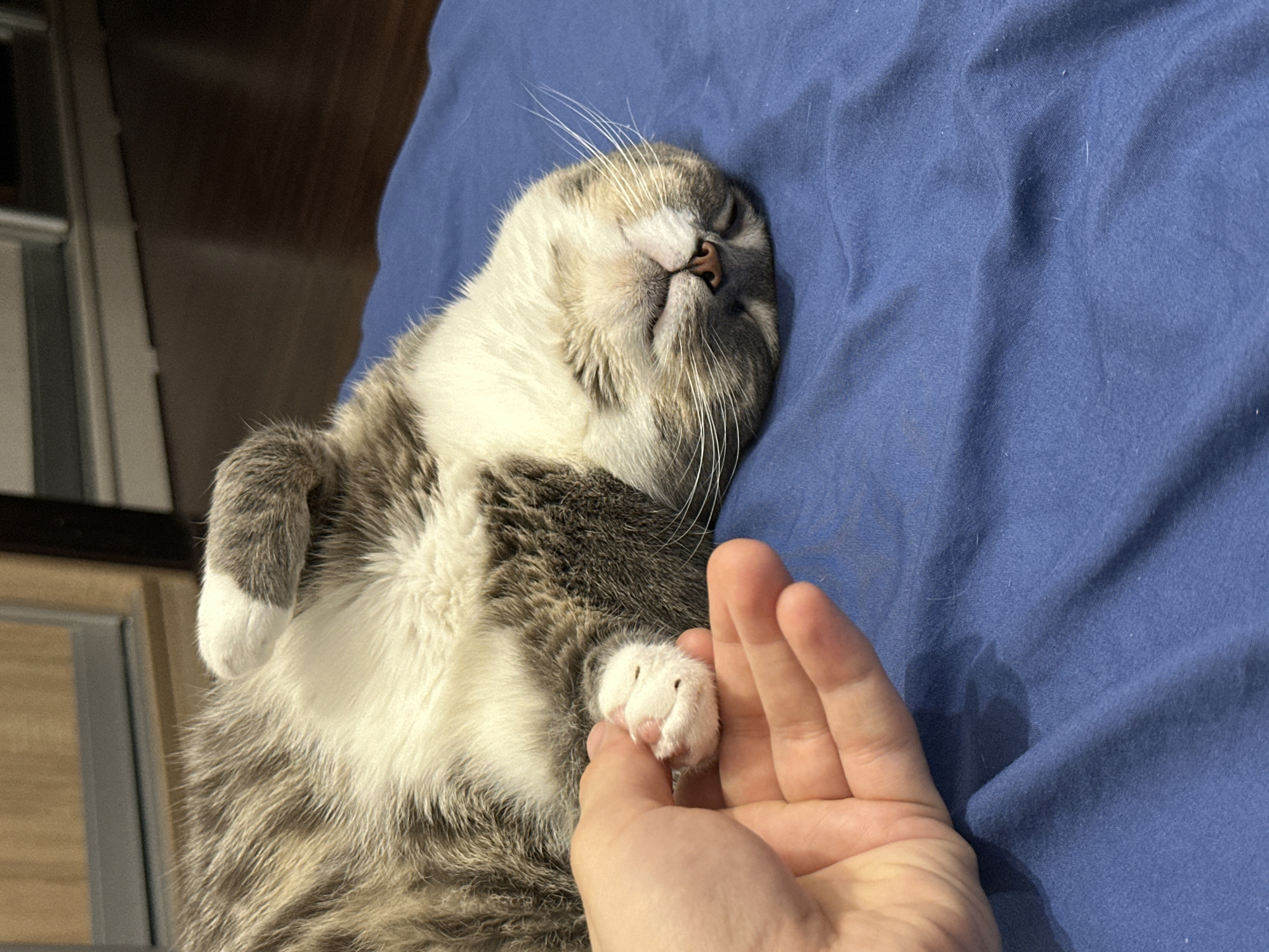 A cat is lying on its back on a blue surface. A human hand is gently holding the cat's paw. The cat has gray and white fur. The background appears to be a room with wooden furniture and flooring.
