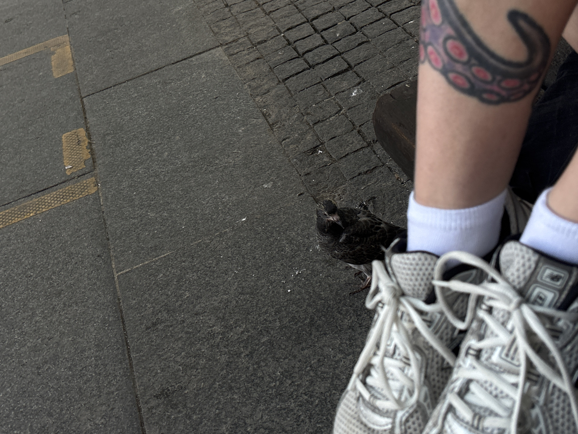 The image captures a close-up view of a pigeon standing on a paved surface, possibly a sidewalk or street, with a person's legs and shoes in the foreground. The pigeon is dark gray and brown, facing left. The paved surface appears to be a mix of dark gray concrete slabs and rectangular cobblestones. Faint yellow markings are visible on some of the concrete slabs.
To the right, a person's legs are visible, wearing white socks and light-colored athletic shoes with white laces. The person has a tattoo on their upper right leg featuring a dark, coiled shape with pink circular accents, resembling tentacles. The shoes are white and gray with intricate patterns.
The background shows more of the cobblestone pavement. The scene is outdoors, in a city environment. Given the context provided about Belgrade, Serbia, this scene could be taking place on a street or public square within the city. The overall impression is a candid, everyday urban moment.