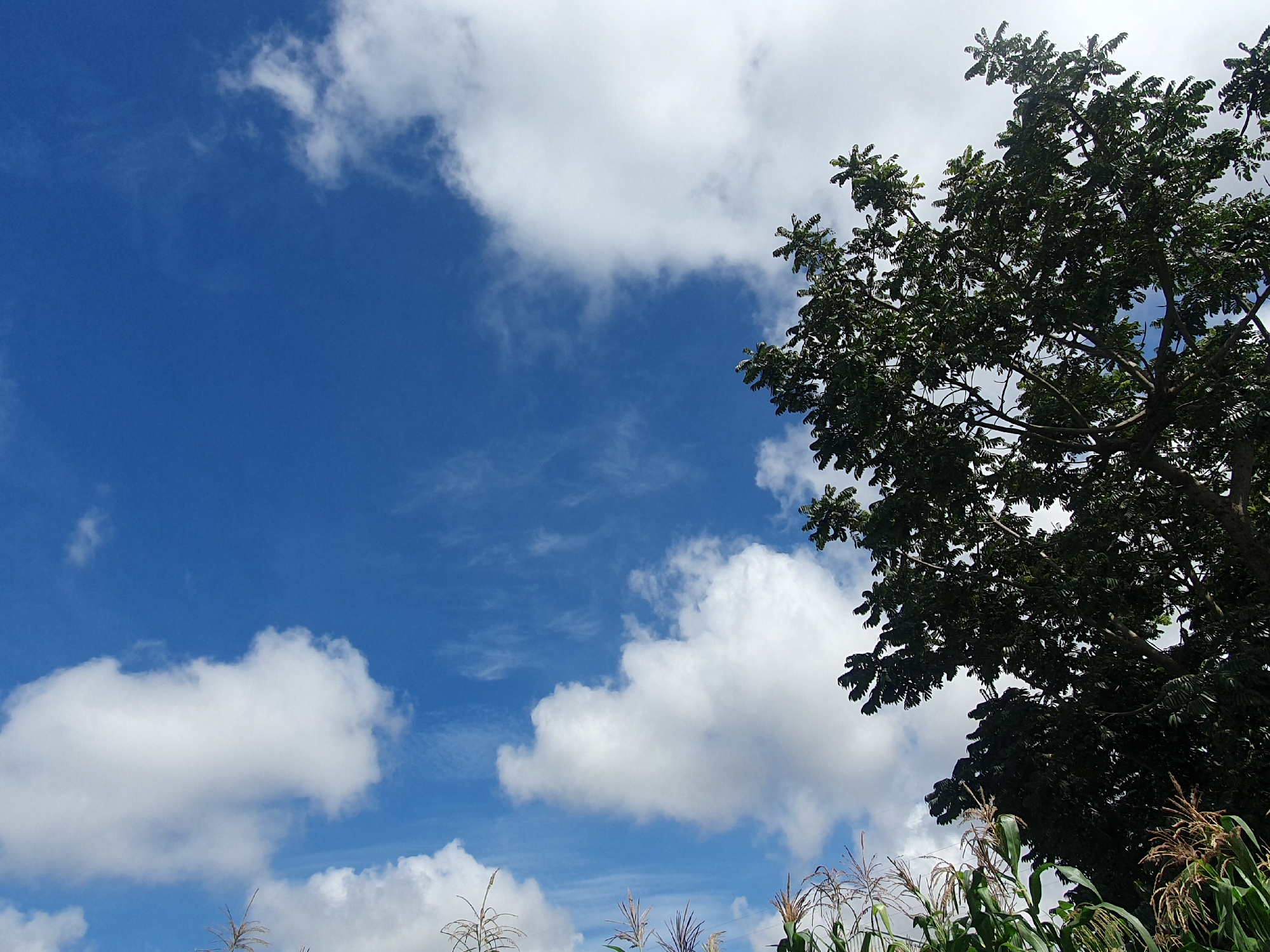 The image depicts a bright, overcast day with a vast expanse of blue sky filling the majority of the frame. Fluffy white clouds are scattered across the sky, with some appearing dense and cumulus-like, while others are wispy and streaky. In the foreground, the dark green foliage of a large tree dominates the upper right portion of the image, its branches reaching out towards the sky. Below the tree, the green stalks of corn plants are visible, their tassels catching the light. The overall impression is one of a rural or semi-rural environment, potentially in a location such as Gura Top, Nigeria, given the agricultural elements present. There are no people or any indications of activity, suggesting a still, natural scene.