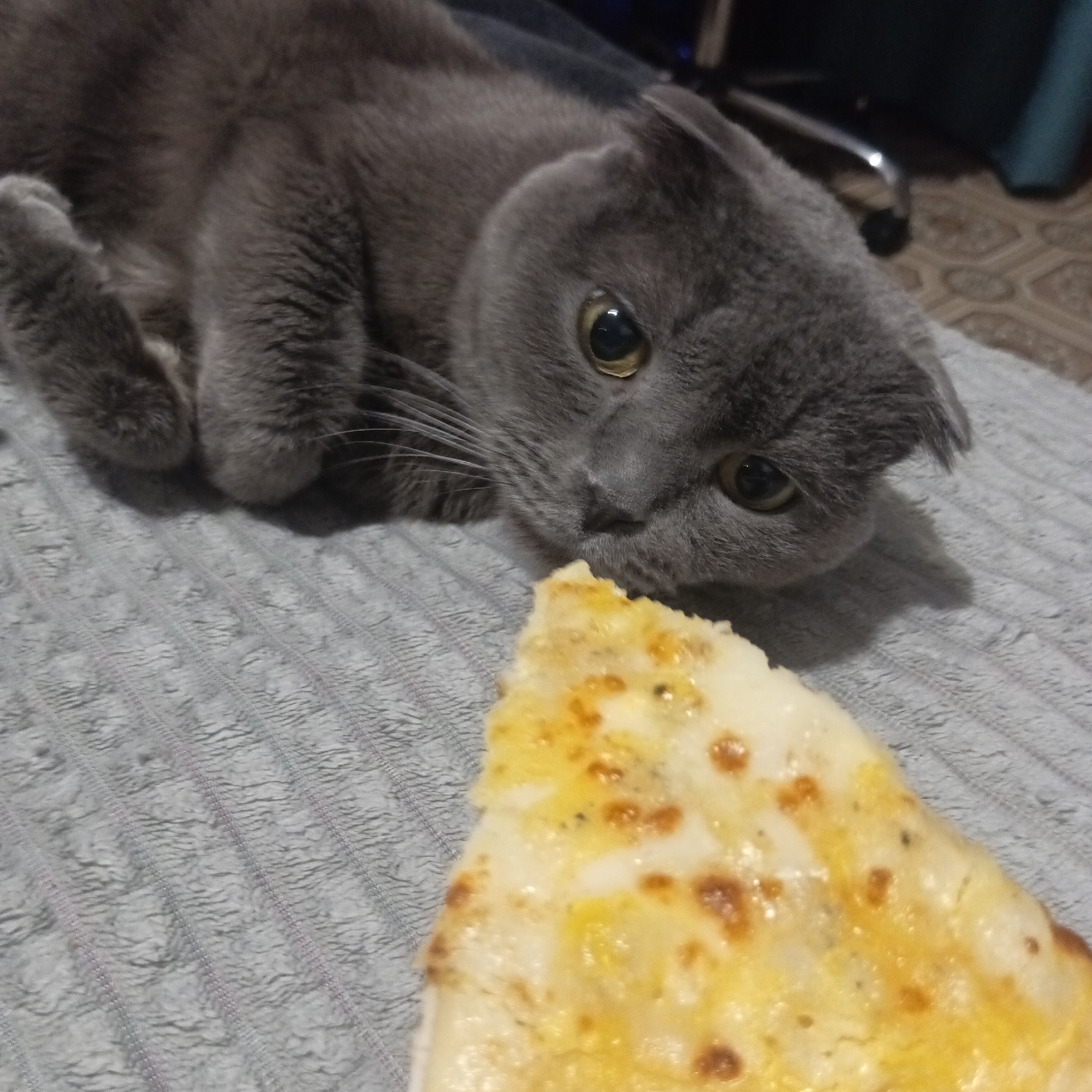 An indoor, eye-level shot captures a grey cat intensely focused on a slice of pizza. The main subject is a domestic cat, likely a Scottish Fold given its characteristic folded ears and rounded head, with sleek grey fur. It is lying on its side on a light grey, ribbed blanket or rug, with its front paws tucked beneath its chest. The cat's large, round, amber eyes are wide and directly fixated on the pizza, reflecting a strong sense of curiosity or longing, and glints of light from an unseen source. Its prominent white whiskers extend outwards.
In the foreground, a triangular slice of golden-yellow cheese pizza occupies the lower right portion of the frame. The pizza appears to be a simple cheese variety with melted, slightly browned cheese and hints of herbs or spices.
The background is softly blurred, revealing a darker grey or blue object, possibly furniture, and a sliver of a light brown, patterned floor in the upper right. The overall lighting suggests an indoor setting, possibly in the evening or under artificial light, given the reflections in the cat's eyes. The scene depicts a common pet interaction with human food, characterized by the cat's clear interest in the pizza. There is no visible text. The image provides a glimpse into a domestic moment in Chaikovsky, Russia.