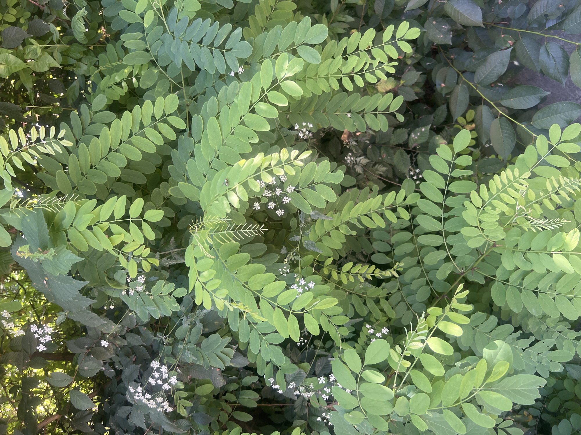 In Bârnova, Romania, a dense cluster of green foliage, predominantly leaves, dominates the frame. The leaves exhibit a variety of shapes and sizes, with many appearing as compound leaves with multiple oval-shaped leaflets. Scattered amongst the leaves are small clusters of delicate white flowers, some with visible stamens. The lighting suggests it is daytime, with dappled sunlight filtering through the dense canopy. The scene appears to be outdoors, possibly in a garden or natural area, given the abundance of plant life and the texture of a dark, possibly concrete, surface visible at the bottom right. No people or animals are visible in the image. The overall impression is of a vibrant, overgrown natural setting.