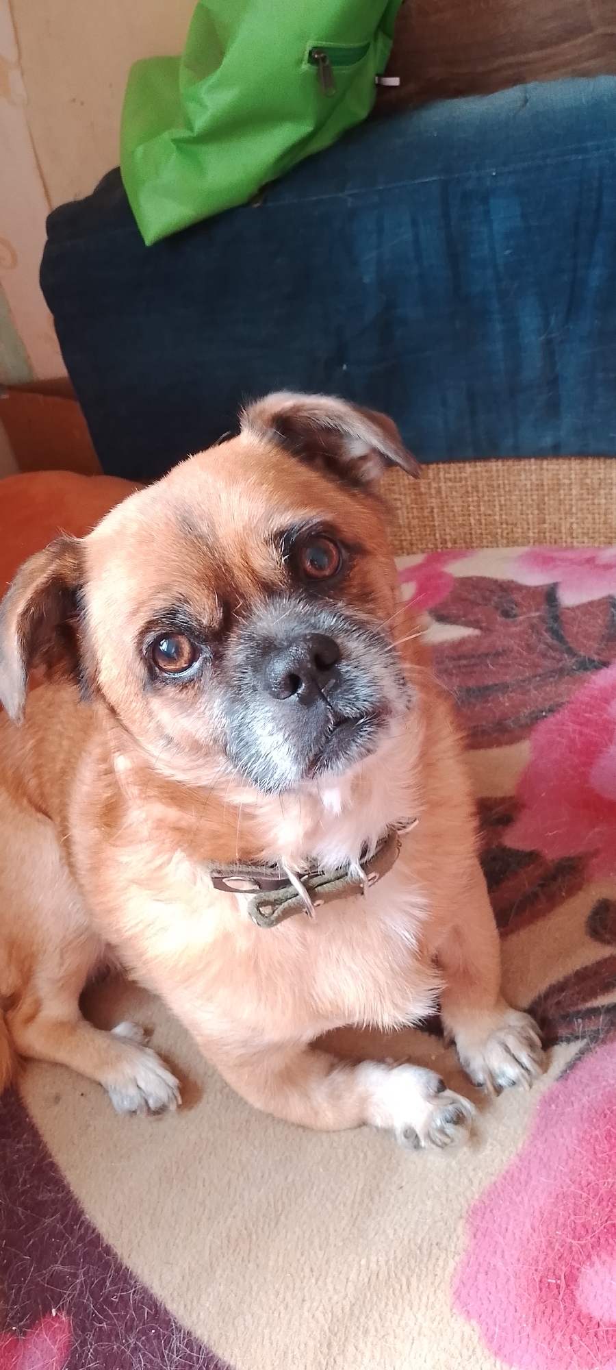 A tan-colored dog with dark eyes and a grey muzzle is lying on a patterned blanket. The dog is wearing a brown and green collar. In the background, a green bag and a dark blue surface are visible. The scene appears to be indoors.
