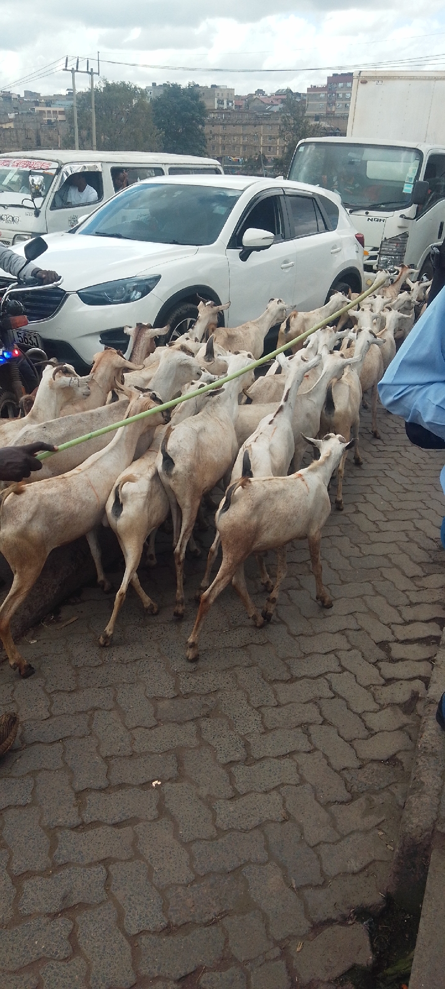 A flock of goats is being herded along a brick-paved street in Nairobi, Kenya. The goats are mostly white with some brown markings, and they are crowded together, with a herder guiding them using a green stick. Several vehicles, including a white SUV and trucks, surround the animals, indicating the scene is taking place on a street where vehicles are present. A person on a motorcycle is close to the goats. The weather appears overcast. Buildings and utility poles are visible in the background.