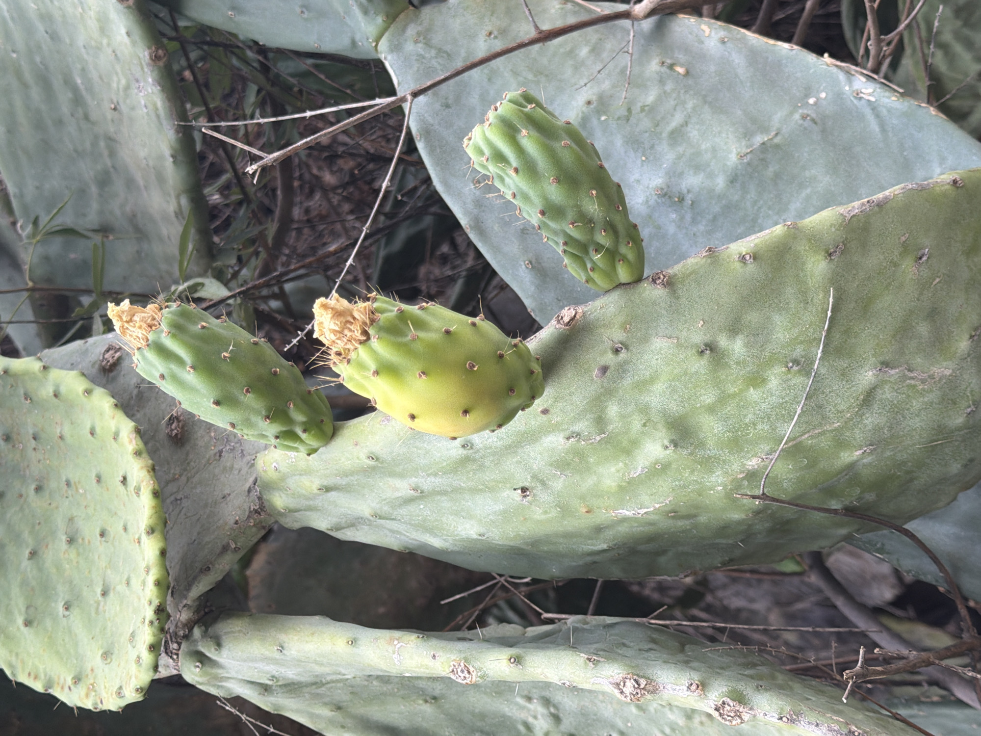 The image shows a close-up view of prickly pear cactus pads with several green fruits growing from them. The cactus pads are large, flat, and fleshy, with a greenish-gray color and numerous small brown dots, which are areoles from which spines emerge. Several of the fruits are oval-shaped and ribbed, with some appearing slightly yellow or green. One of the fruits has dried, yellowish remnants of a flower at its tip. The background consists of dry, brown branches and foliage, suggesting an outdoor environment. The scene is likely located in Marmaris, Turkey, given the context, and depicts a natural setting with this type of vegetation. There are no people or animals visible in the image.