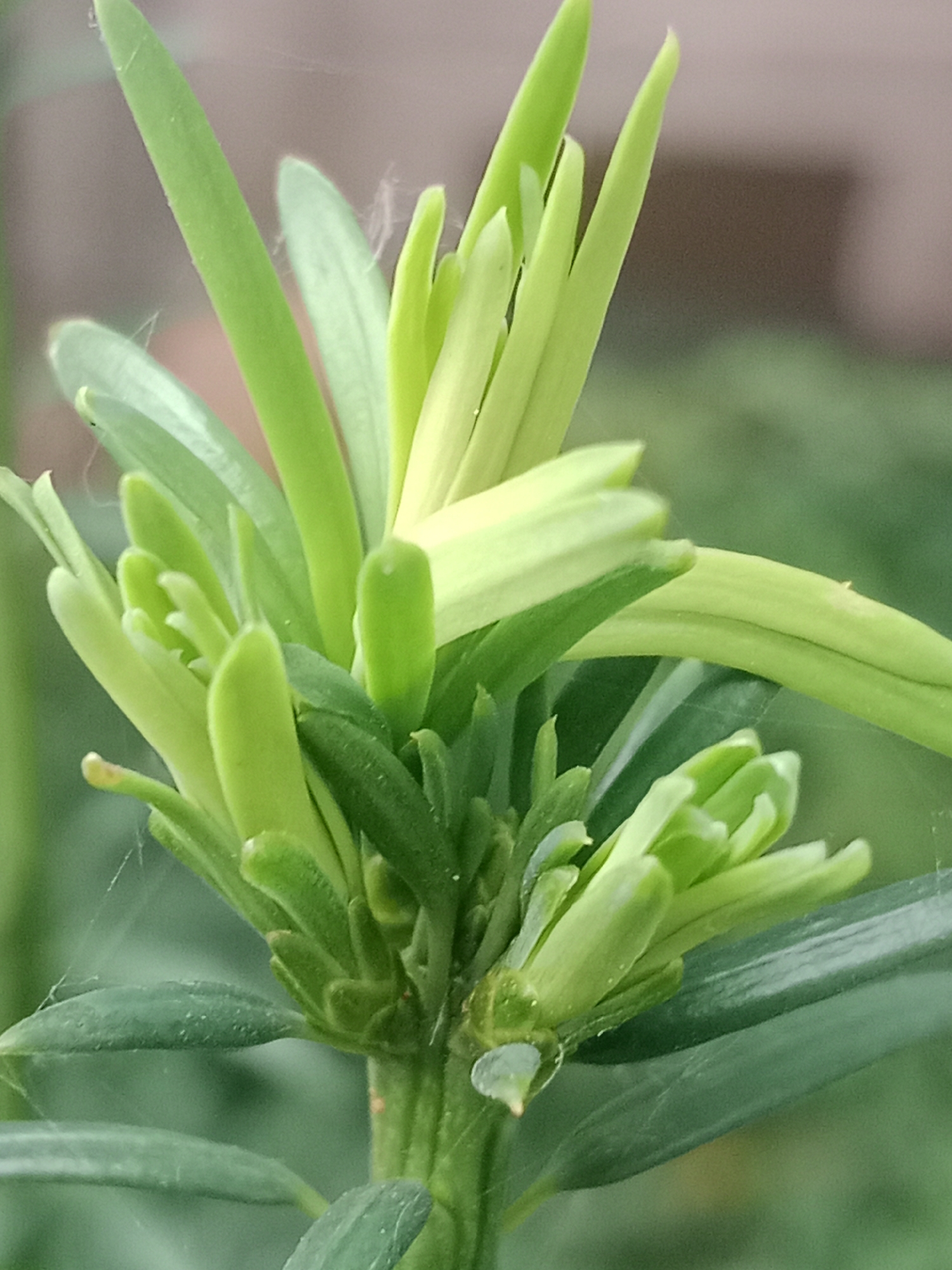 This is a close-up, vertical, macro photograph of the new growth on a yew tree. The yew tree is a conifer native to Eurasia, and is common in Poland. The image focuses on the vibrant green, unfurling leaves and buds at the tip of a branch. The foreground is sharp, showcasing the texture and detail of the young foliage, while the background is softly blurred into shades of green and brown, suggesting an outdoor setting in a garden or park.
The new growth is bright lime green, indicating it's recently emerged. Some of the older, darker green leaves of the tree are visible at the bottom and sides of the frame. Fine strands of spiderweb are subtly visible, catching the light and adding a delicate detail to the scene. There are no people, animals, or specific events depicted. The lighting appears to be natural daylight, possibly overcast given the soft, diffused light and lack of harsh shadows, implying it could be any time of day. No text is visible in the image. The location context of Bydgoszcz, Poland, is consistent with the presence of yew trees.