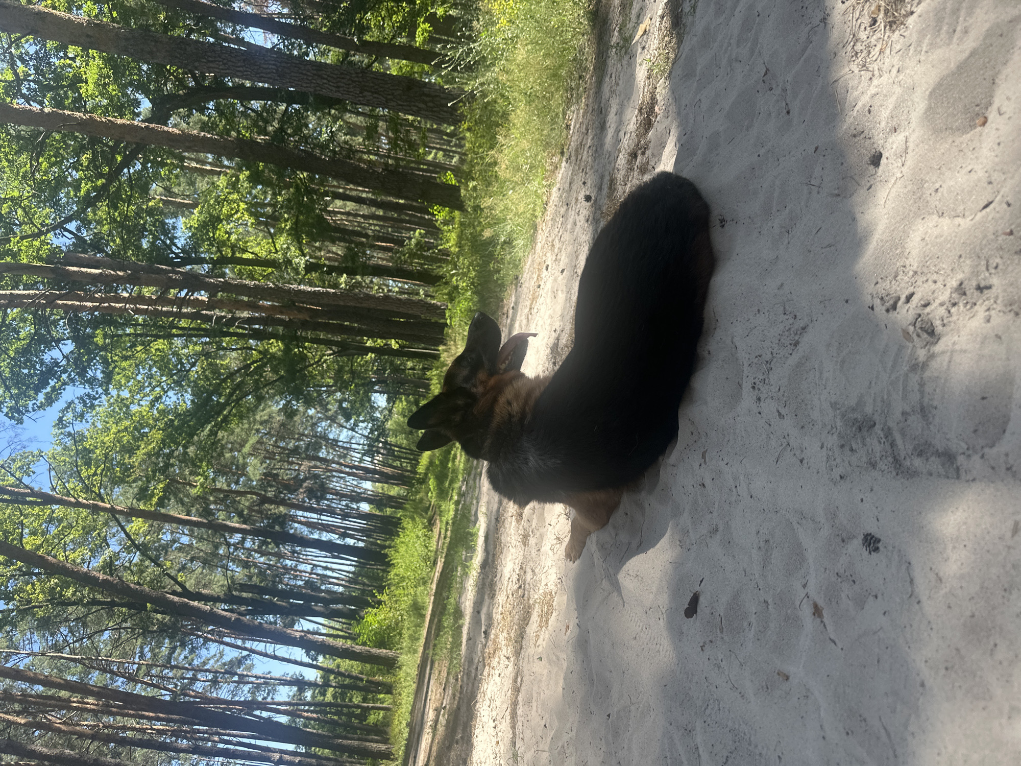 A German Shepherd dog with black and tan fur is lying on a sandy path in a forest. The dog is facing away from the camera, with its head turned to the left, tongue slightly out. Sunlight filters through the tall trees, casting shadows on the sand. The background consists of a dense forest with tall pine trees and green undergrowth. The ground is a mix of sand and dirt.