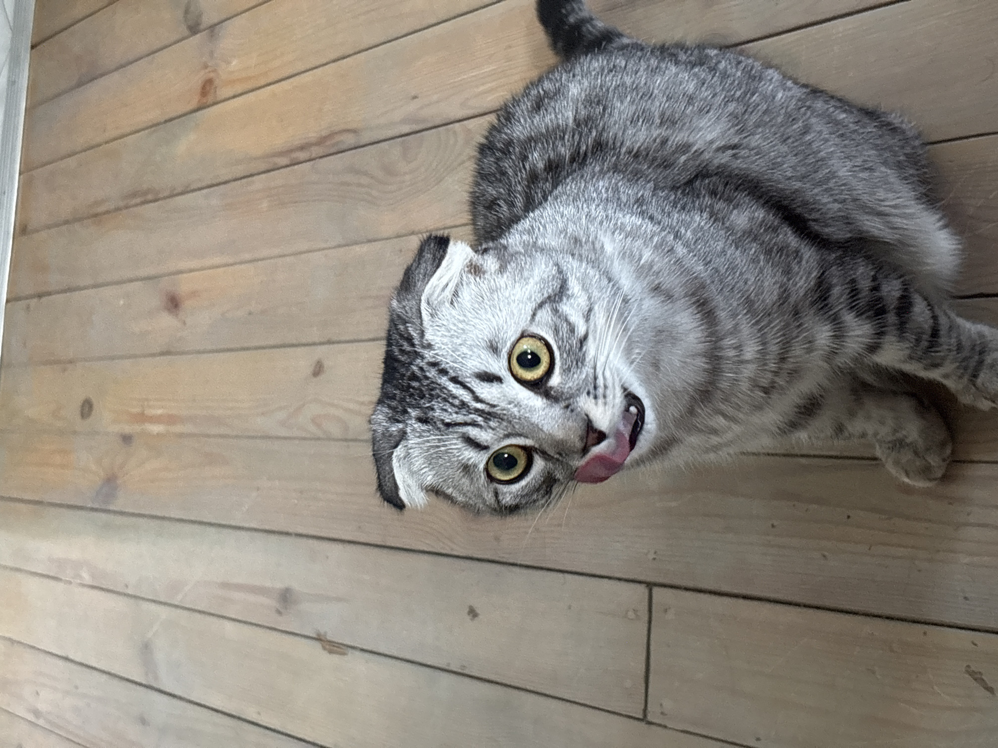 A gray tabby Scottish Fold cat lies on a light brown wood floor, its head tilted toward the camera and its tongue visible. The photo was likely taken in Perm, Russia.