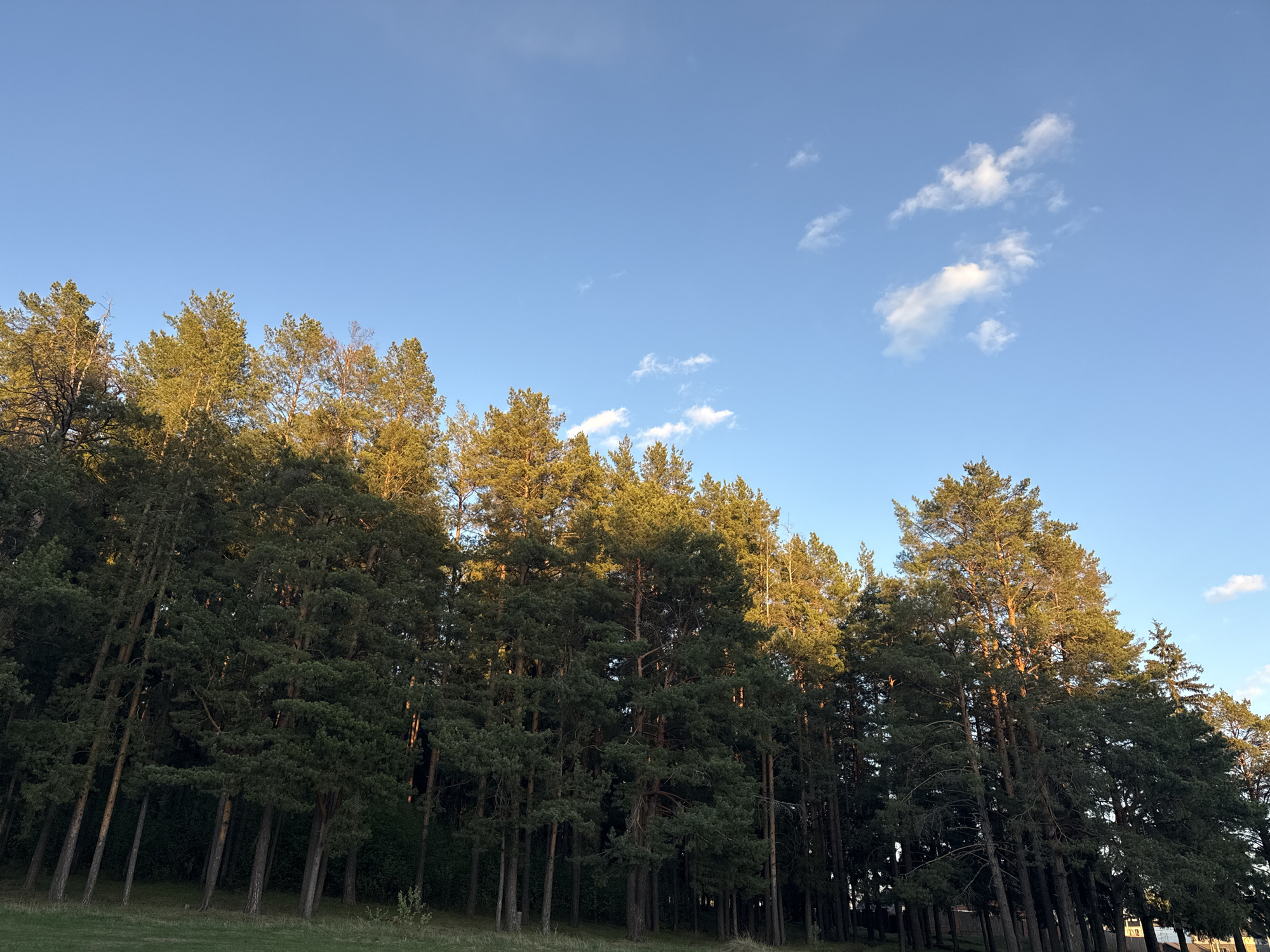 The image shows a view of a forest edge in Votkinsk, Russia, under a blue sky with a few scattered clouds. The trees are primarily evergreen, with green foliage. The sun appears to be setting, casting a golden light on the treetops. Below the trees is a grassy area. No people are visible. The scene conveys a peaceful, natural environment.