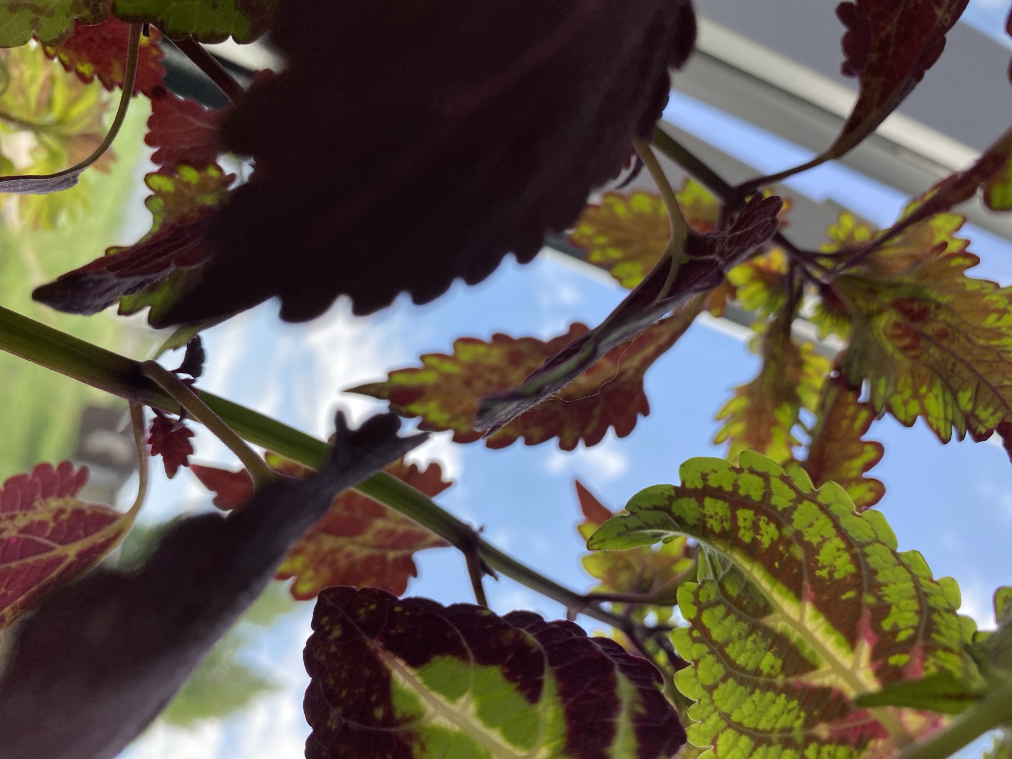 The image shows a close-up, low-angle view of a Coleus plant with leaves of green, red, and maroon, with a blue sky visible through gaps in the foliage. The plant is likely indoors, near a window. The light is natural and diffused. The location and city are not discernible from the image.