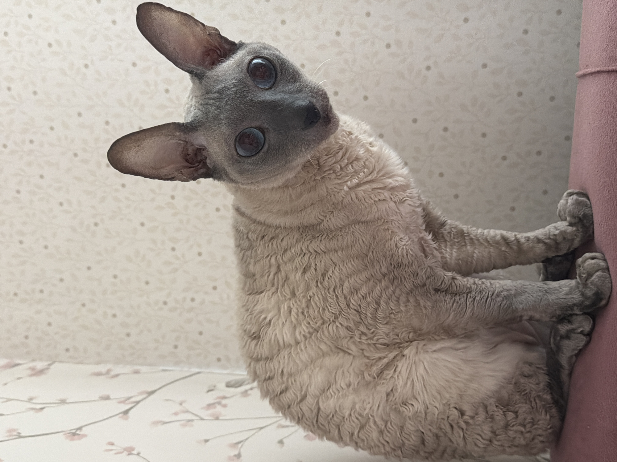 A grey Cornish Rex cat with large, dark eyes and curly fur sits on a pink surface in front of a wall with floral wallpaper. The cat is facing the camera, with its head tilted slightly to the right. The wall behind the cat features a pattern of light pink flowers on a cream background on the left side, and a repeating pattern of small, light brown leaves and dots on a cream background on the right side. The pink surface the cat is sitting on appears to be a cushion or upholstery.