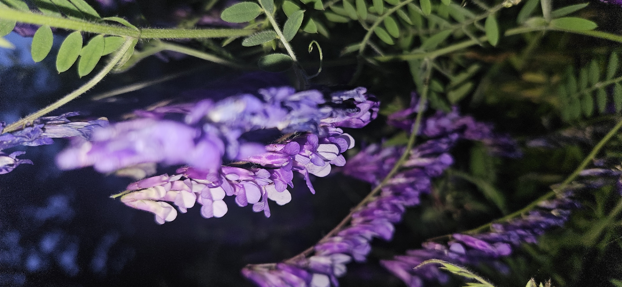 The image displays a close-up view of purple and white flowers, located in Gutsal, Bulgaria. A prominent cluster of blossoms, exhibiting hues from light lavender to vibrant violet, hangs vertically in the central-left portion of the frame. Individual flower structures within this cluster are in sharp focus. To the right, a green stem covered in fine hairs, bearing small, oval-shaped leaves arranged in pairs and a distinct coiled tendril, is also sharply rendered. Additional out-of-focus purple floral structures are discernible in the upper right, lower foreground, and background. The overall background is dark and heavily blurred, indicating a shallow depth of field and low ambient light conditions. The main floral subjects are brightly illuminated, suggesting the application of an artificial light source. No human subjects or animals are present. No overt actions or interactions are depicted.