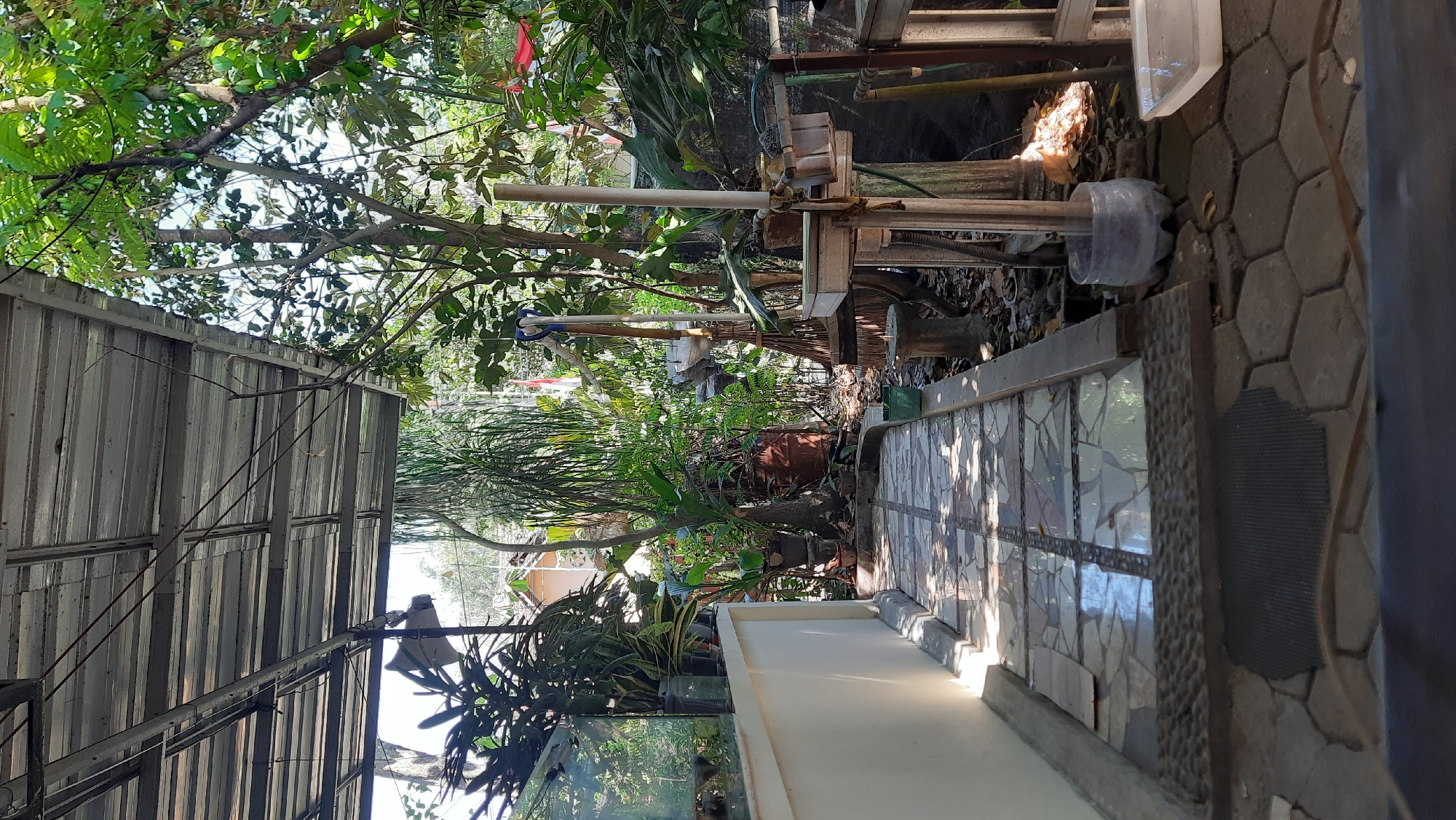This image depicts an outdoor area, likely a backyard or patio, in Sumberarum, Indonesia. A covered walkway with a corrugated metal roof runs along the left side of the frame, casting shadows on the tiled path beneath. The path is decorated with a mosaic of square and irregular tiles. To the left of the path, a low, white wall is visible, with some potted plants and a glass enclosure that appears to be an aquarium.
The right side of the image is dominated by lush vegetation, with various trees, bushes, and potted plants creating a dense green backdrop. Scattered amongst the plants are several objects: a broom leaning against a wooden structure, a weathered metal barrel, and a makeshift wooden workbench or table. A plastic bottle is placed on the ground near the base of some PVC pipes. In the background, glimpses of houses and Indonesian flags suggest a residential setting. The ground is paved with interlocking hexagonal stones and some loose gravel. The overall impression is one of a lived-in, somewhat cluttered outdoor space that integrates natural elements with functional objects. There are no people visible in the image.