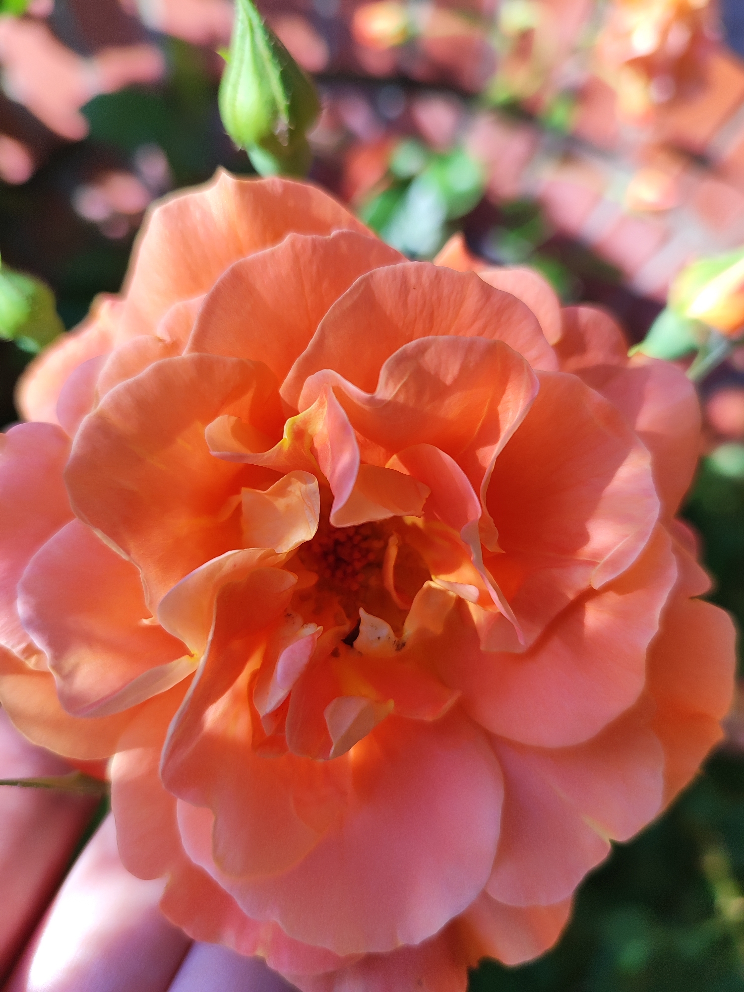 Close-up shot of a peach-colored rose in full bloom, possibly outdoors. A few green flower buds are visible in the background, and brick and green leaves suggest an outdoor garden or park setting. A blurred hand is visible in the lower left corner of the frame. Specific location in Krasnodar, Russia cannot be determined from visual content.