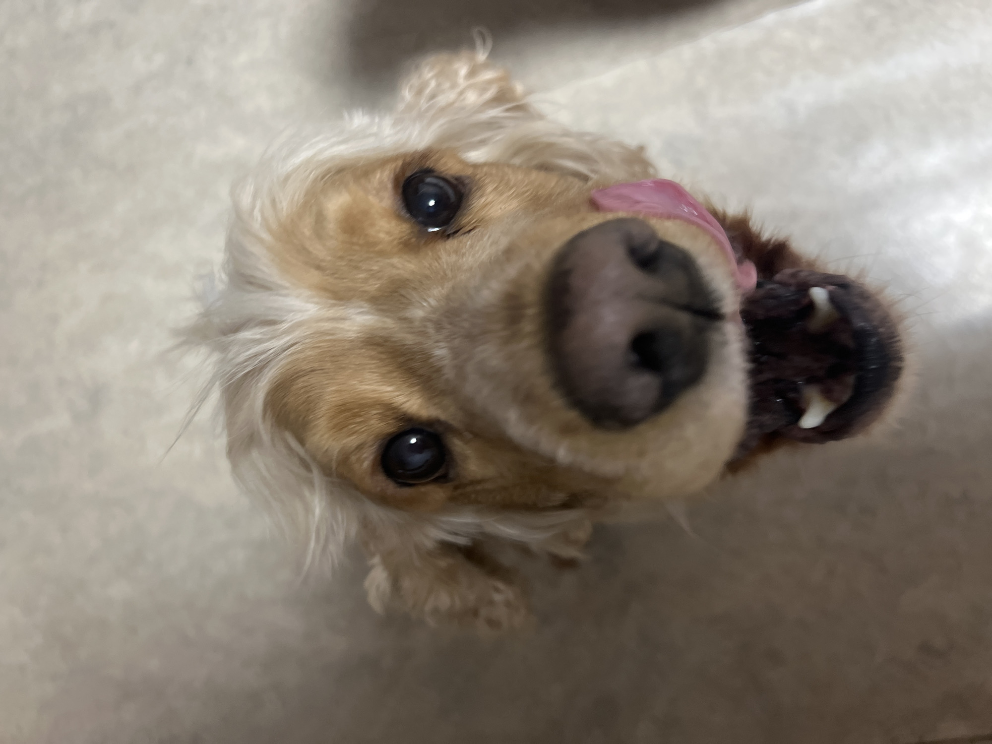 A close-up shot of a Cocker Spaniel dog facing the camera. The dog has light brown and white fur, with a large black nose and visible teeth, as well as a pink tongue protruding from its mouth. The background appears to be a neutral-toned surface. There is no information present in the image that relates the dog to the city of Chaikovsky, Russia.