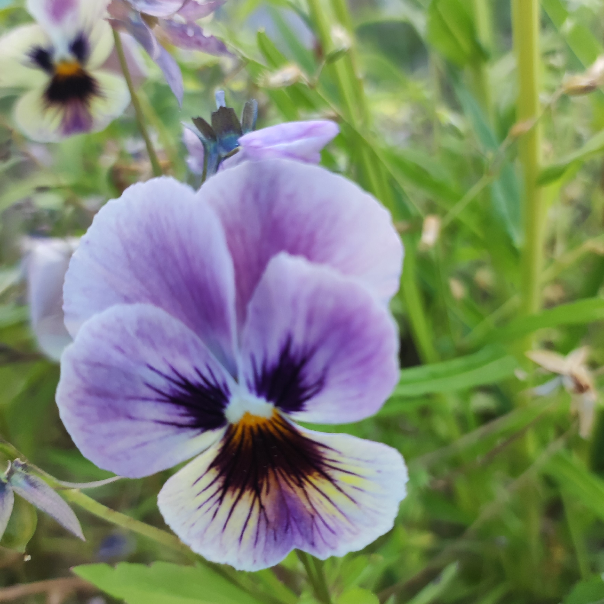 The image is a close-up, vertical shot of a single purple and white pansy in bloom. The flower is the primary subject, with its delicate petals filling the majority of the frame. The center of the pansy features a dark purple, almost black, blotch with yellow and orange accents. Thin, dark purple veins radiate outwards from the center across the lighter petals, which transition from white at the edges to pale lavender towards the center.
In the background, out-of-focus green foliage and other pansies are visible, suggesting a garden or natural setting. To the left, another pansy with a yellow and purple center is partially visible, slightly blurred. The lighting suggests it might be daytime, possibly late afternoon or early morning, given the soft, diffused light. The focus is sharpest on the main pansy, drawing the viewer's attention to its intricate details. No people, text, or specific events are depicted. The overall mood is serene and focused on the natural beauty of the flower. The location context is Navoloki, Russia.