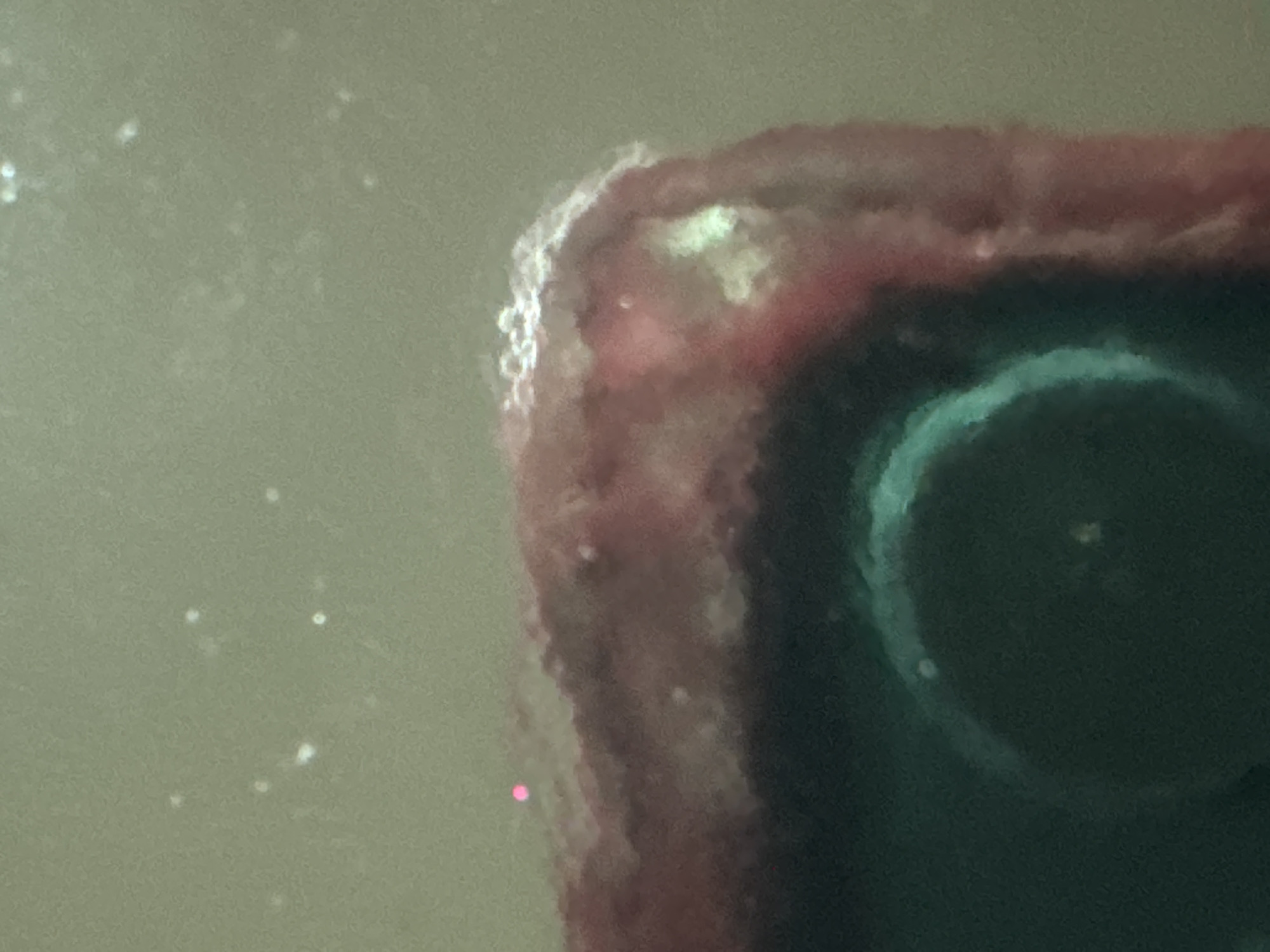 The image is a close-up, slightly blurry photograph of a reddish-pinkish, textured object with a rough, uneven surface, possibly a piece of food or organic matter. The object has a darker, greenish-blue area visible at the bottom left, which appears to be a distinct surface or a shadow. There are several small, bright white specks scattered throughout the image, particularly in the upper portion of the frame. One small, bright pink dot is visible in the upper left quadrant of the image. The background is a muted, light brown or beige color. The lighting appears to be from the side, creating some highlights and shadows on the object. The image does not provide any information to suggest a location in the city of Waterford, Ireland.