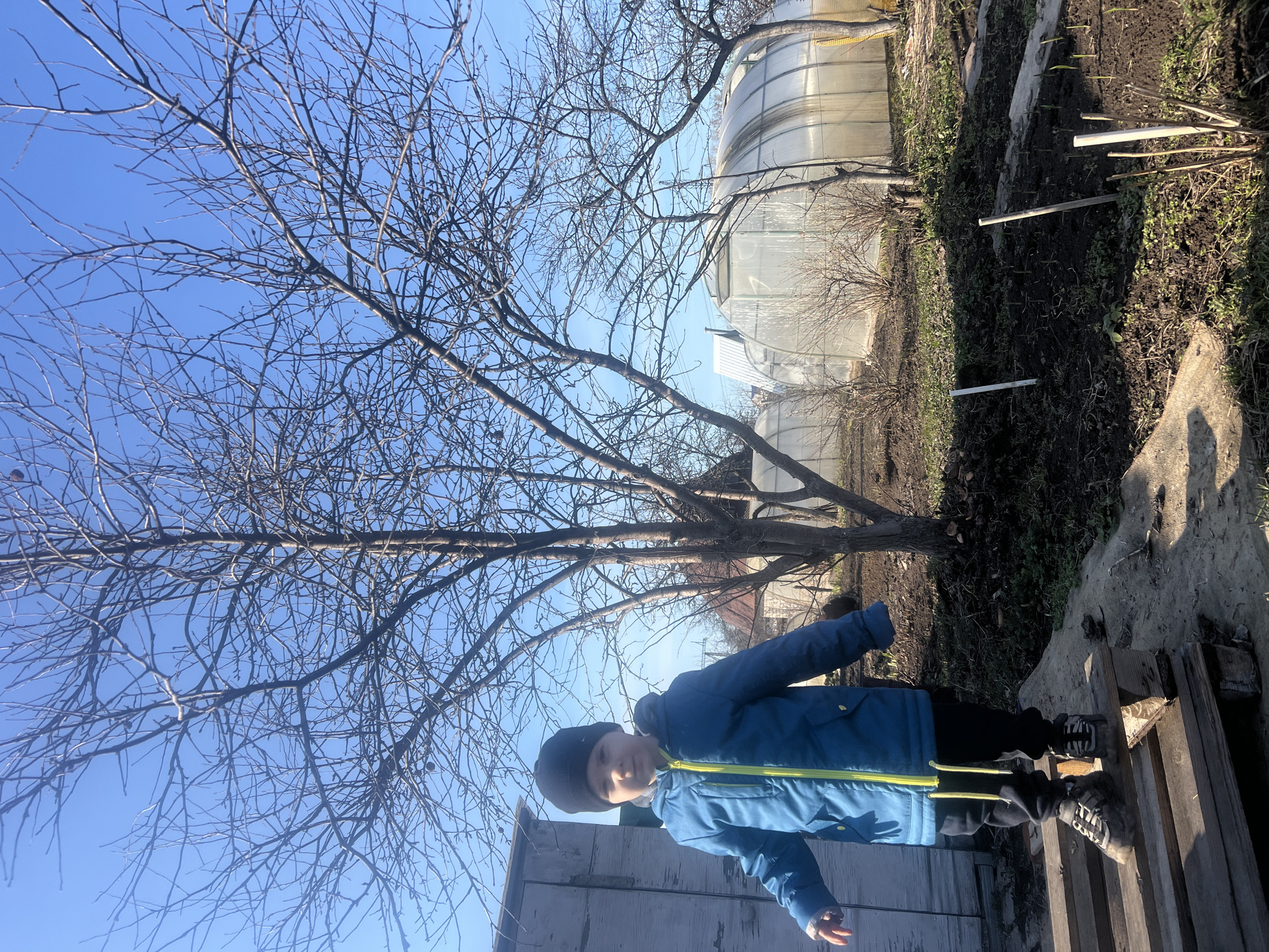 A young boy wearing a blue jacket and black beanie stands on a wooden pallet in a garden. A large, bare tree dominates the left side of the image, its branches reaching towards a clear blue sky. Behind the tree, a greenhouse is visible. The garden area features patches of dirt and vegetation. The scene is likely located in Chaikovsky, Russia.