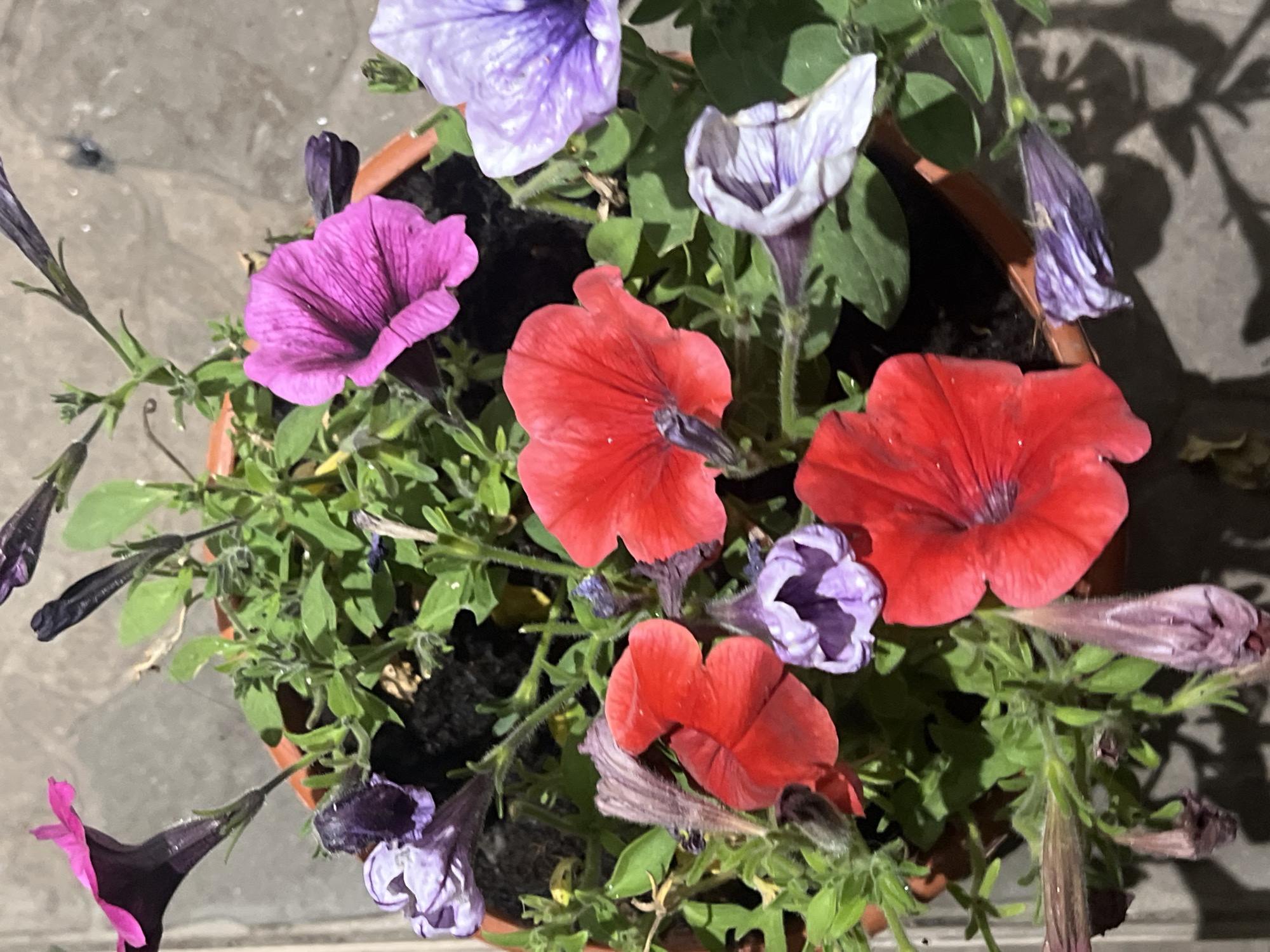 The image displays a close-up, overhead view of a terracotta pot filled with a variety of petunia flowers in different stages of bloom and colors, including deep purple, bright pink, vibrant red, and light lavender with white polka dots. The flowers are interspersed with green foliage. The pot is situated on a textured gray surface, possibly a paved area, with shadows cast from the flowers and plants. The background is blurred, showing a hint of the same gray textured surface. The image was taken in Zarudyntsi, Ukraine. There are no people or animals visible in the image.
