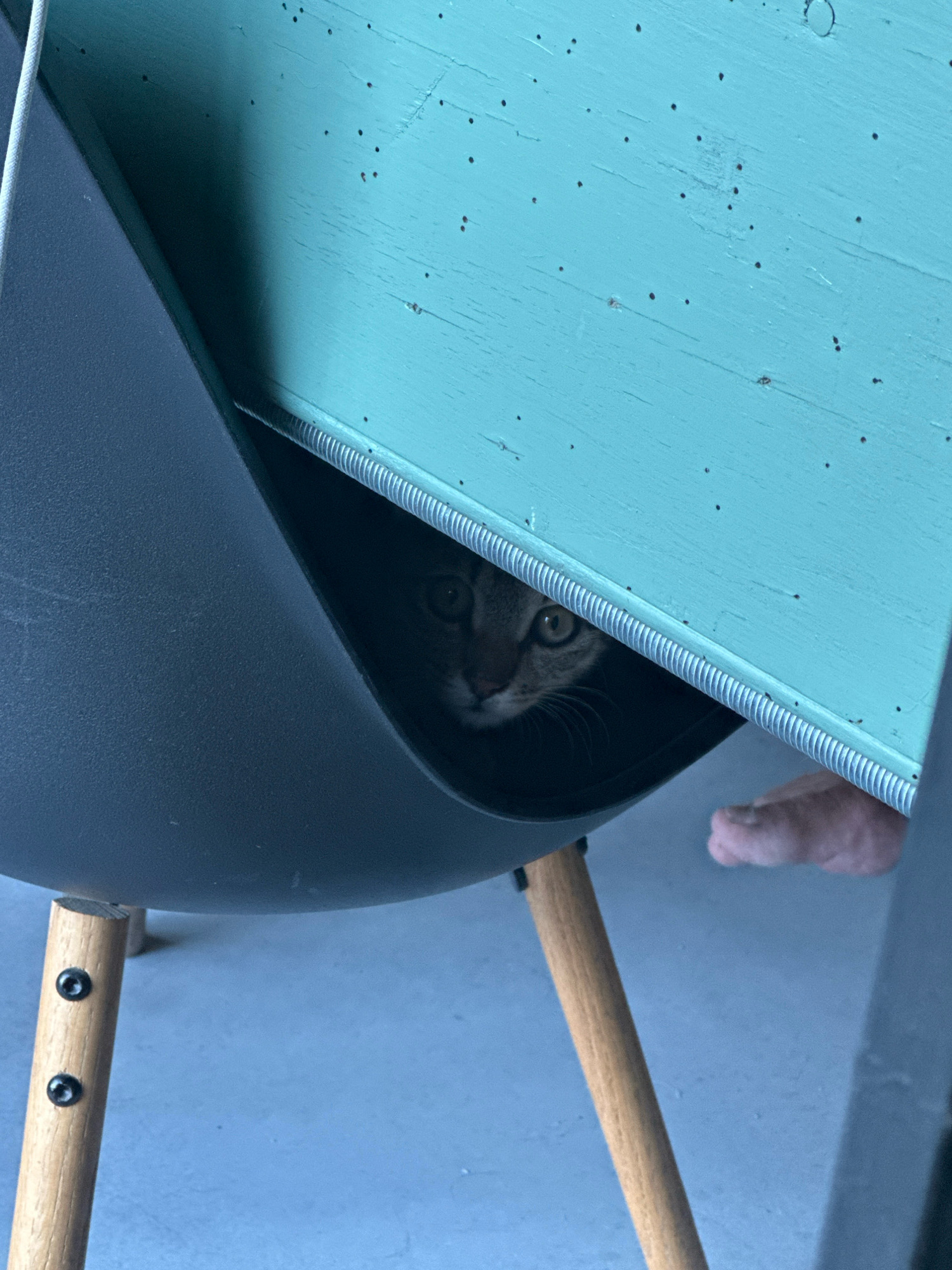 A cat with tabby markings peers out from under a teal wooden surface supported by a dark gray chair with wooden legs. The cat's eyes are wide and focused. A person's foot is visible to the right of the cat. The background is a light blue, presumably a floor. The image does not provide any information about the location within Tbilisi, Georgia.