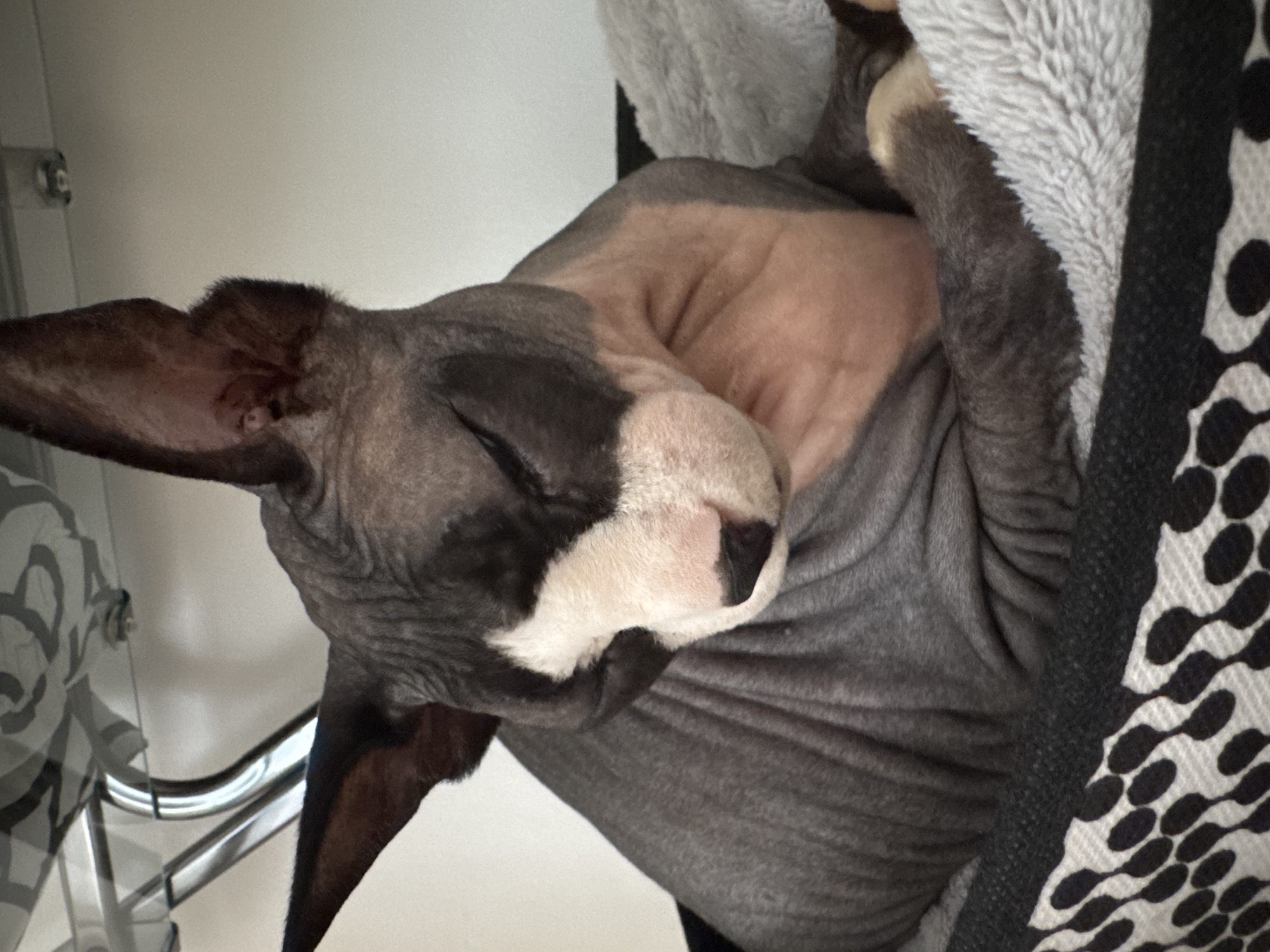 A close-up, eye-level, medium shot captures a hairless Sphynx cat, predominantly grey with a white facial marking and pink undertones, resting with its eyes closed on a soft, grey, fluffy surface. The cat is situated in what appears to be a pet bed with a black and white patterned border. The background is a plain, light-colored wall. The image does not contain any elements that would indicate a location in Netanya, Israel.