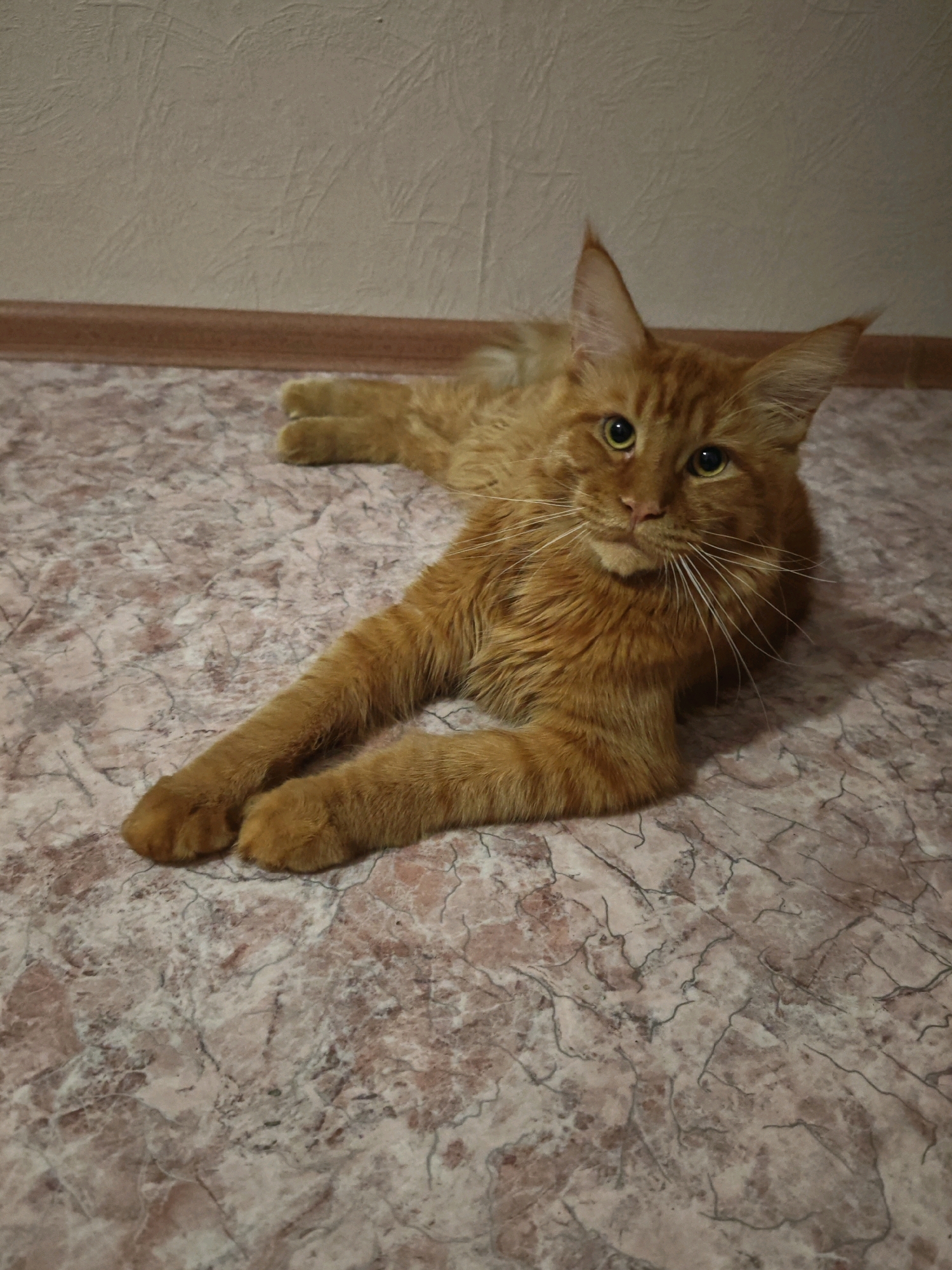A ginger Maine Coon cat is lying on a patterned floor with a textured wall and baseboard in the background. The cat is facing the camera, with its front paws extended and its body relaxed. Its eyes are open and looking forward, and its whiskers are prominent. The lighting in the image appears to be artificial, casting a shadow of the cat on the floor. The overall scene depicts a domestic setting, with no indication of any specific location in Yuzhno-Sakhalinsk, Russia or any other city.