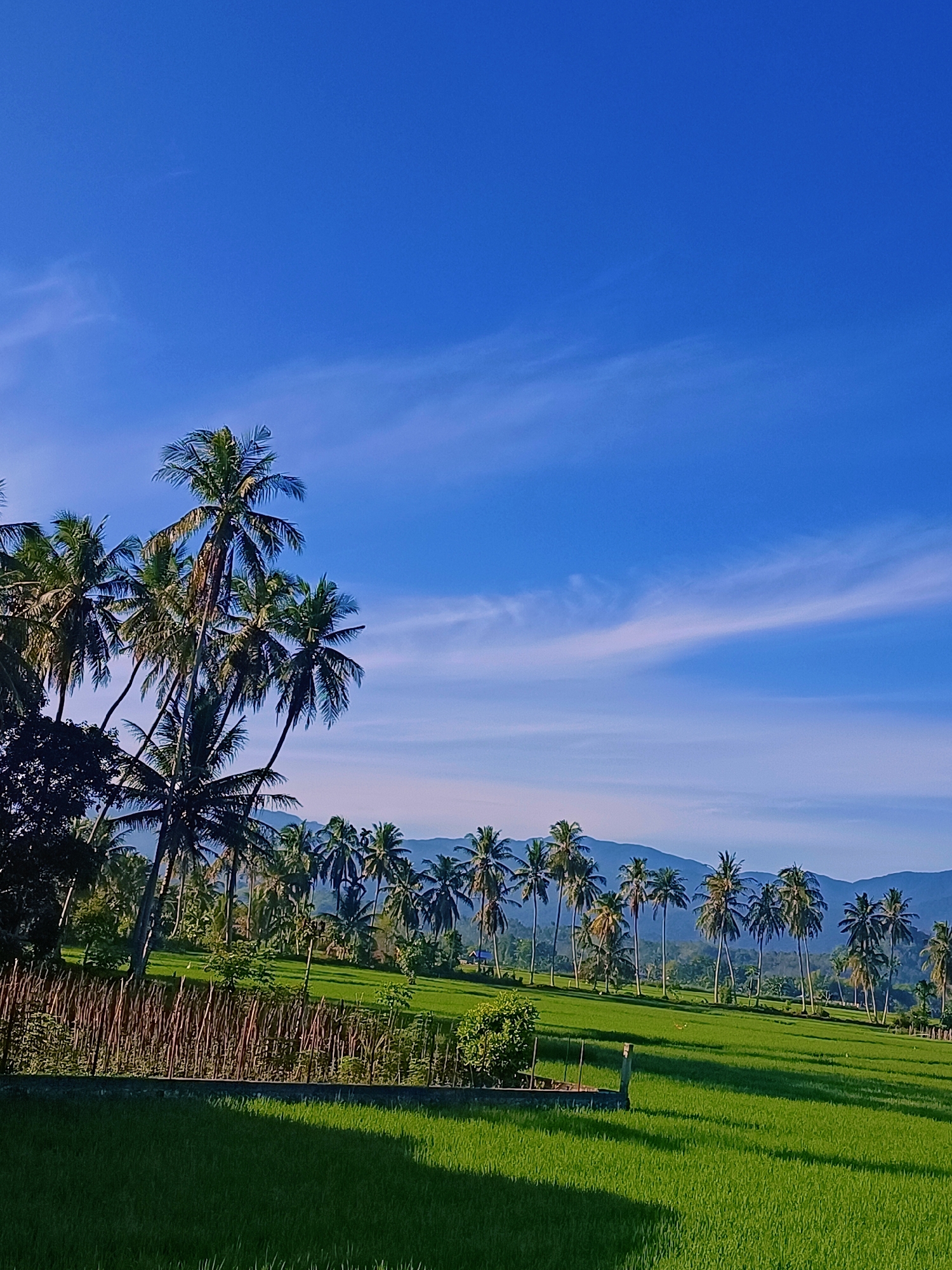 In Pulo Dayah, Indonesia, a vibrant rice paddy stretches across a sun-drenched landscape under a clear blue sky dotted with wispy white clouds. Tall, slender coconut trees fringe the field and line a distant ridge, their fronds rustling gently in the breeze. A rustic fence, constructed from thin, upright wooden poles, runs along the edge of the paddy, separating it from a dense patch of dark green foliage. In the far distance, a chain of softly rounded mountains forms a hazy blue silhouette against the horizon. The scene is bathed in the warm glow of the sun, casting long shadows across the bright green rice stalks and creating a serene, idyllic panorama.