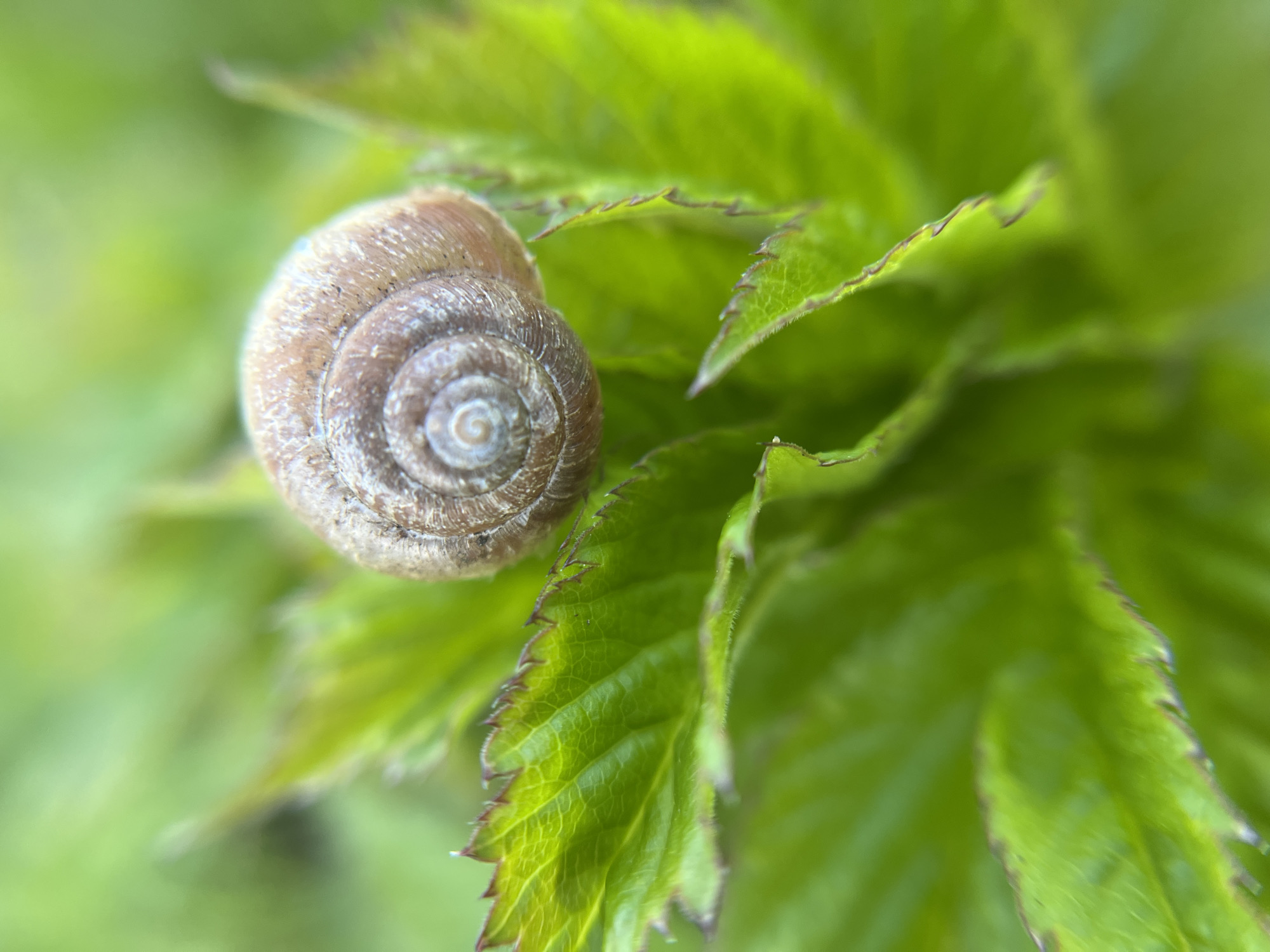 A tan, coiled snail shell sits atop a cluster of bright green leaves. The edges of the leaves are slightly serrated with dark, reddish-brown tips. The background is a soft, blurred green. There is no evidence of Zhigalki, Russia.