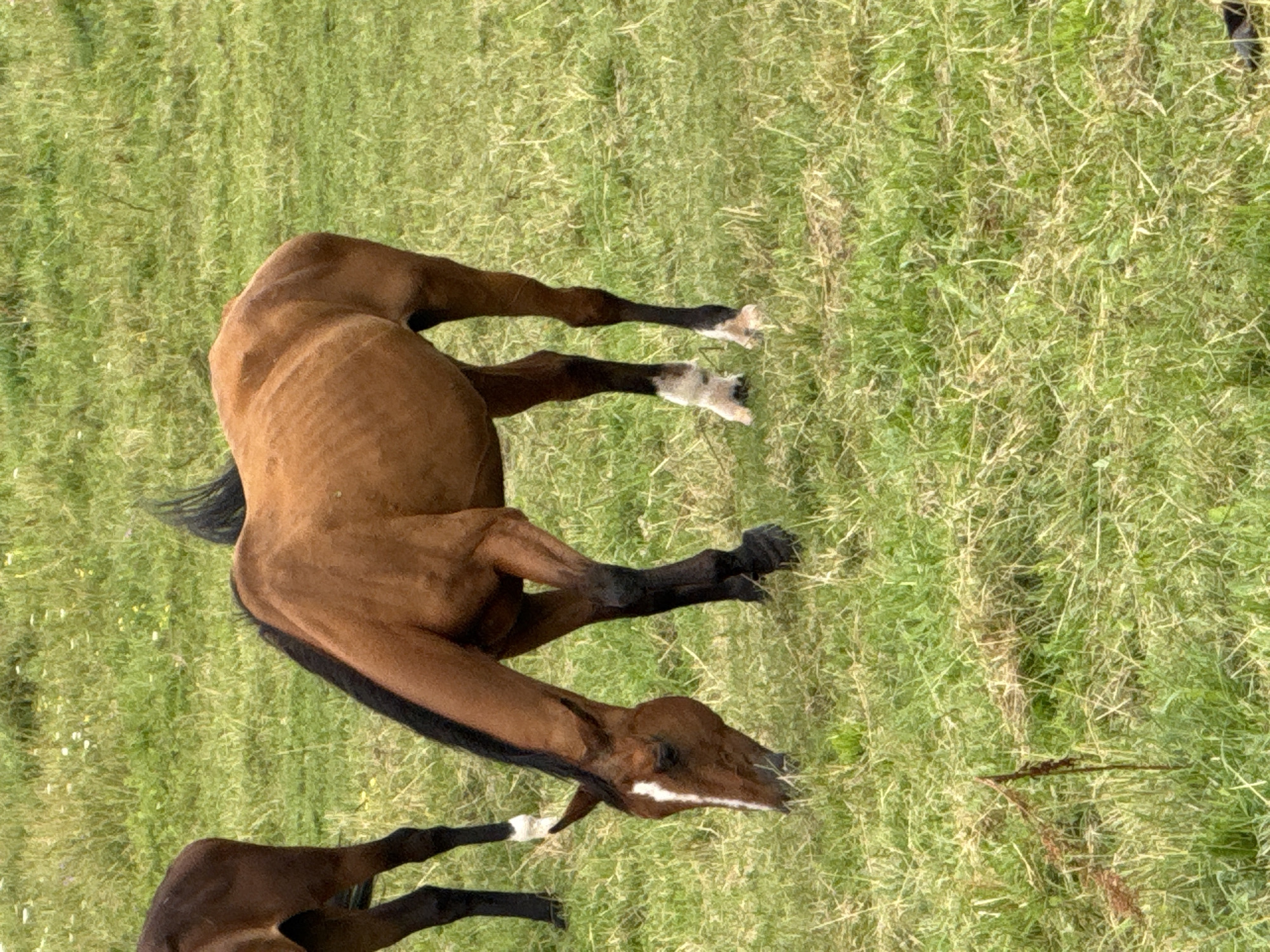 A brown horse with a white blaze on its face and four white socks is grazing in a grassy field. The horse is positioned in the center of the frame, facing left with its head lowered to the ground. Another horse, dark brown, is partially visible on the left side of the image, with its hindquarters and legs showing. The environment is a rural landscape with green grass and some scattered dried stalks. The location is specified as Bendoriai, Lithuania.