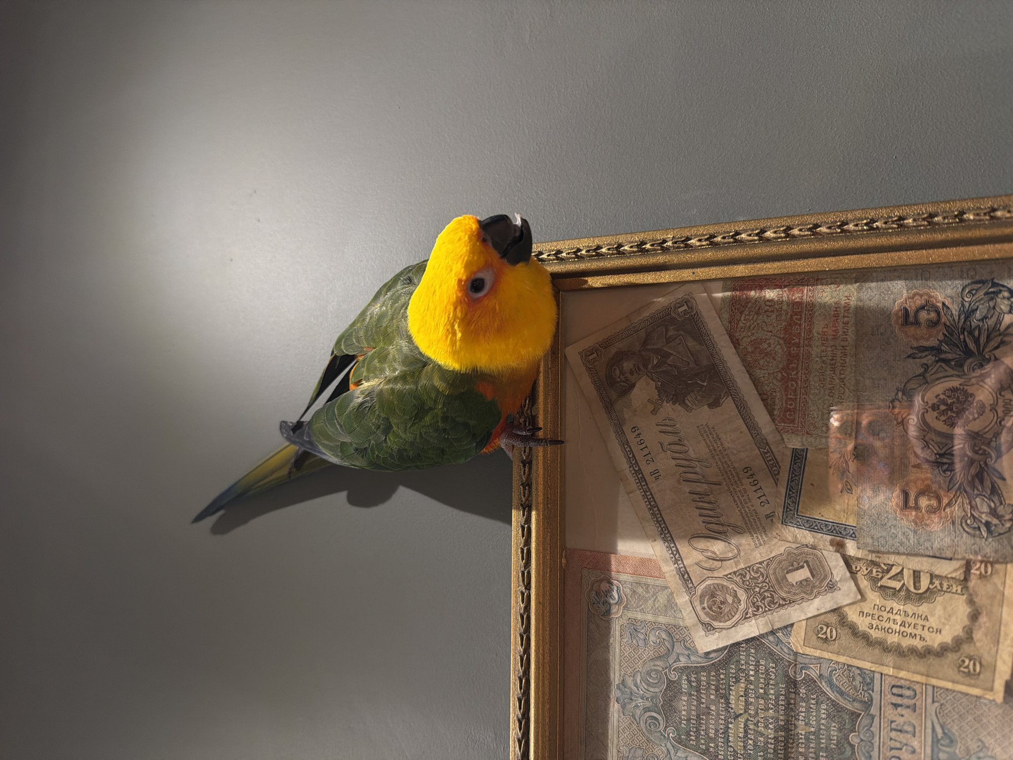 A perched golden conure with green wings, an orange throat, and a black beak is captured in an indoor setting. The bird is perched on the edge of a gold-framed object. The frame contains a display of old Russian currency. The wall is painted a matte gray. The scene does not depict Khimki, Russia.