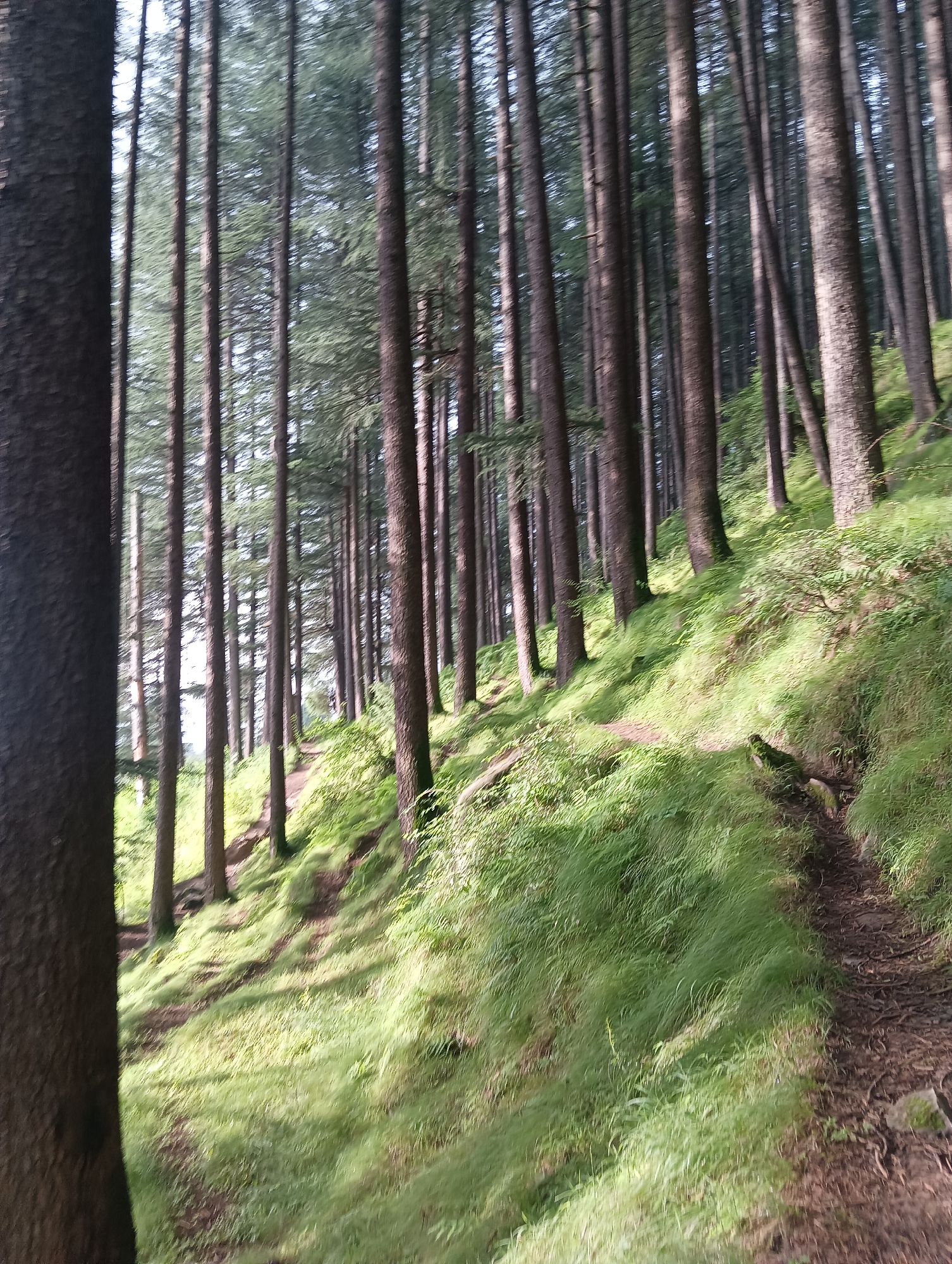 The image depicts a dense forest with tall, slender trees. A narrow, winding dirt path is visible on the right side of the image, traversing a grassy, sloped terrain. The sunlight filters through the trees, casting shadows and highlighting the lush green grass and foliage. The image appears to be taken in Chhyal, India, suggesting a natural, outdoor environment likely characterized by hilly or mountainous terrain given the slope of the land. No people are discernible in the image. The overall impression is one of a tranquil, secluded forest setting.
