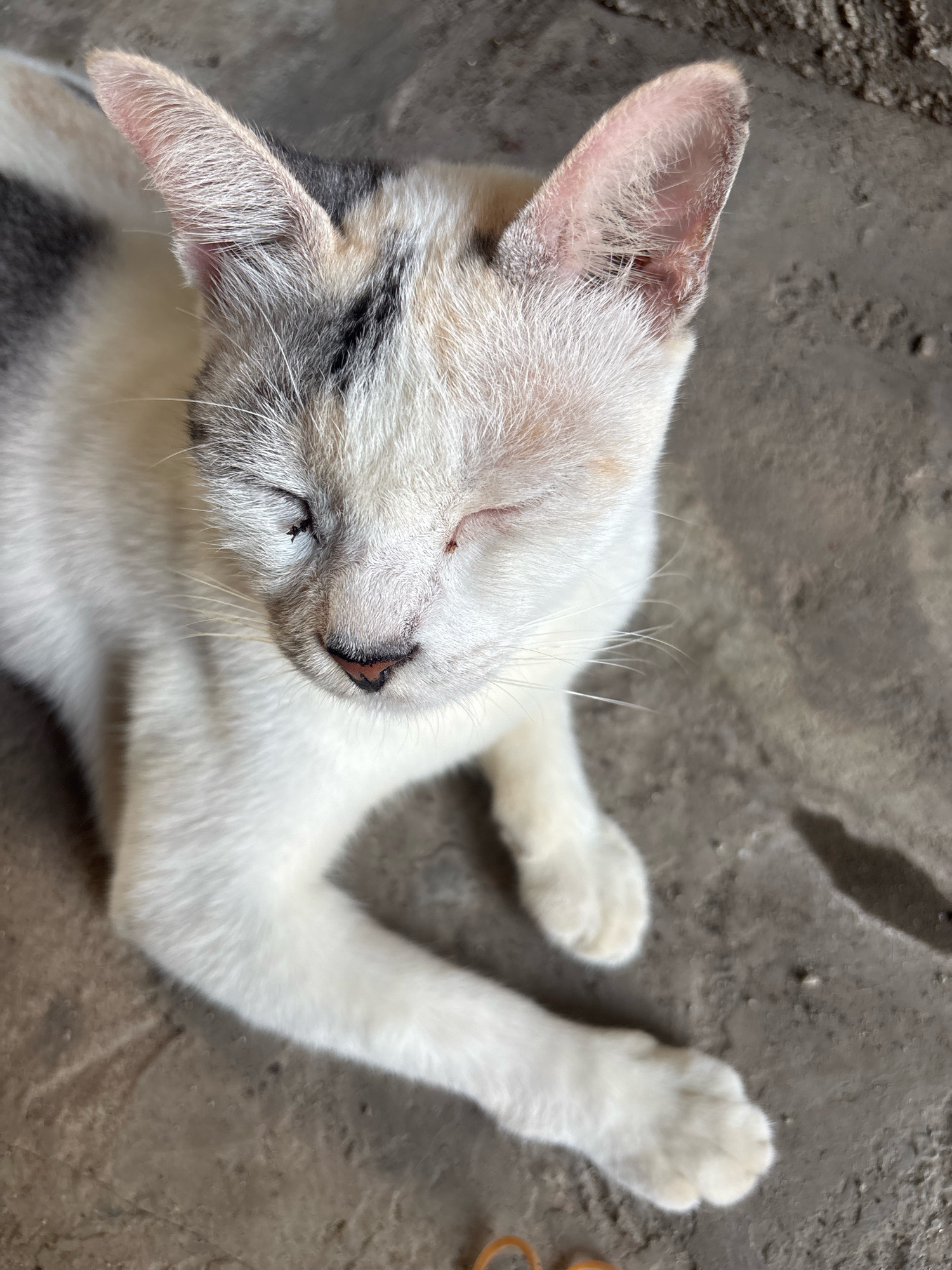 An overhead, medium shot captures a white and grey calico cat resting on a rough, grey concrete surface in East Jakarta, Indonesia. The cat is lying down with its body angled to the right. Its eyes are closed, and its ears are perked slightly upwards. The cat's fur is predominantly white with patches of grey and black on its head and back. Its paws are tucked underneath its body. The concrete ground shows subtle variations in color and texture, with some faint shadows cast by the cat and unseen objects. The lighting appears to be natural daylight, creating soft shadows.