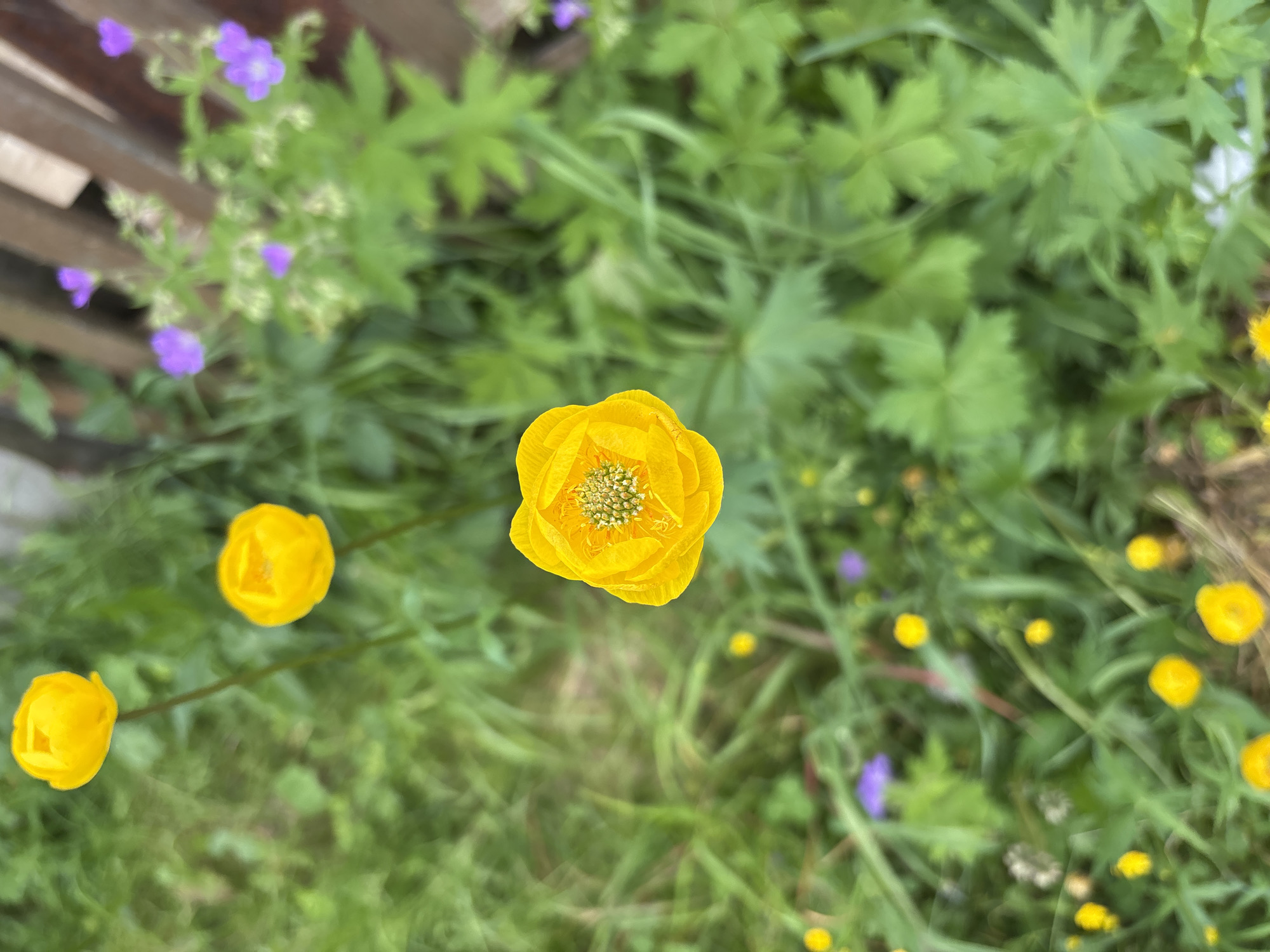 An overhead shot shows yellow globe flowers and some blurred purple flowers in a garden setting. The background is a shallow depth of field of green grass and a wooden fence. No people are present. The image is taken in the city of Kurgan, Russia.
