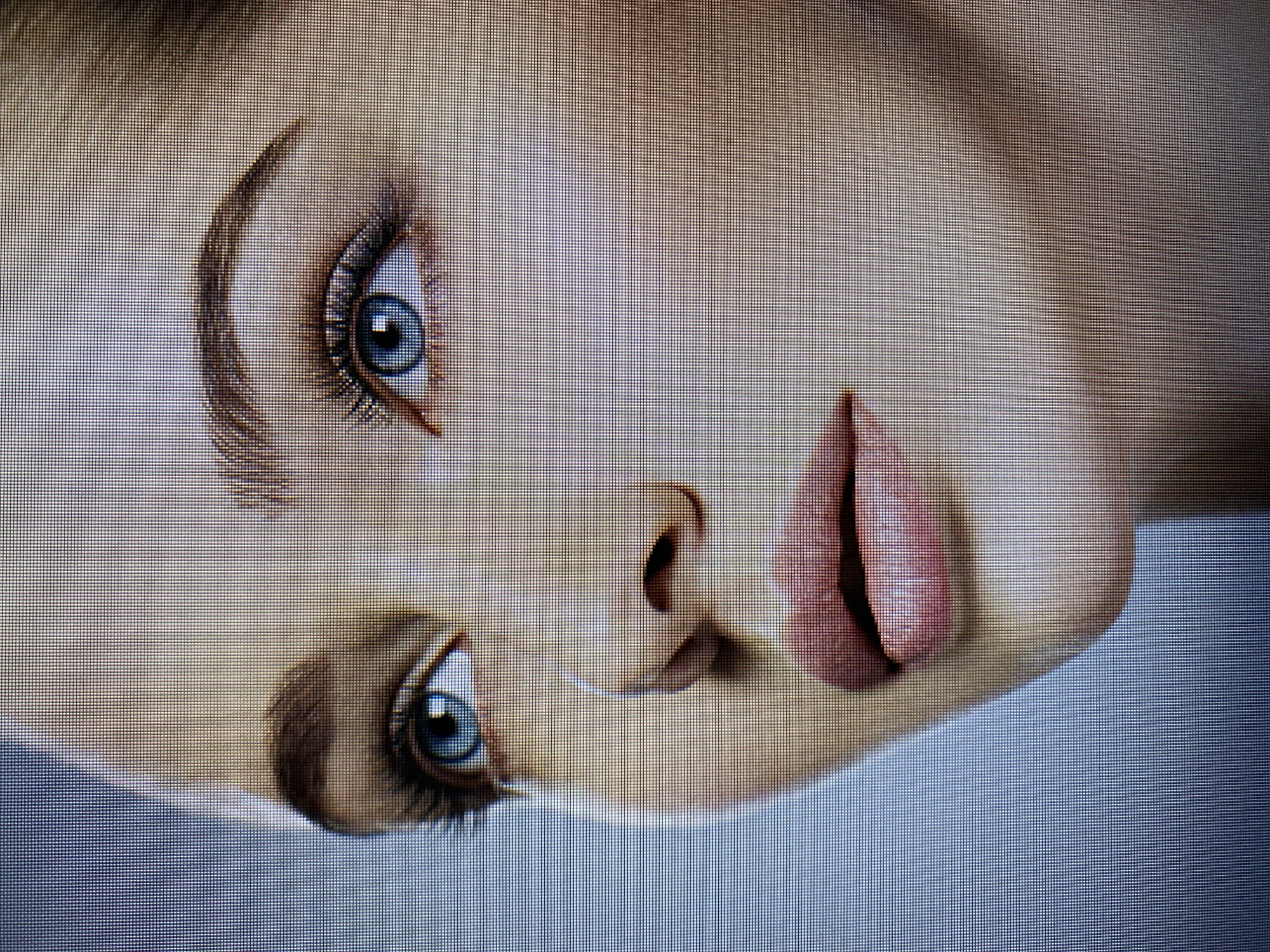 The image is a close-up, pixelated photograph of a young woman's face, cropped from the nose upwards. Her right eye is prominent, showing a blue iris with a visible pupil and detailed eyelashes. Her left eye is partially visible in the background. She has well-defined eyebrows. Her nose is subtly visible, and her lips are parted slightly, revealing a soft pink hue. The lighting is gentle, highlighting the contours of her face and creating a soft focus effect. The background is a gradient of blue, suggesting an indoor studio setting or a digitally rendered image. There is no discernible information in the image that could place it in Yerevan, Armenia.
