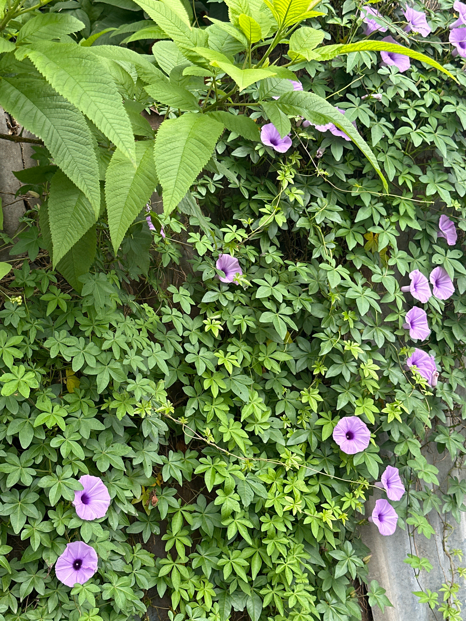 A wall covered in lush green vines and several bright purple morning glory flowers is pictured. The vines have heart-shaped leaves and are growing densely, obscuring much of the background. Some of the larger, serrated green leaves from a different plant are visible in the upper left portion of the image, overlapping the vines and flowers. The scene appears to be outdoors, with a hint of a corrugated metal roof or siding visible in the lower right corner. The image is captured in a close-up, naturalistic style, highlighting the textures of the leaves and the vibrant colors of the flowers. The overall impression is one of abundant plant growth and natural beauty. It is likely located in Lalitpur, Nepal, a city known for its vibrant natural scenery and rich cultural heritage.
