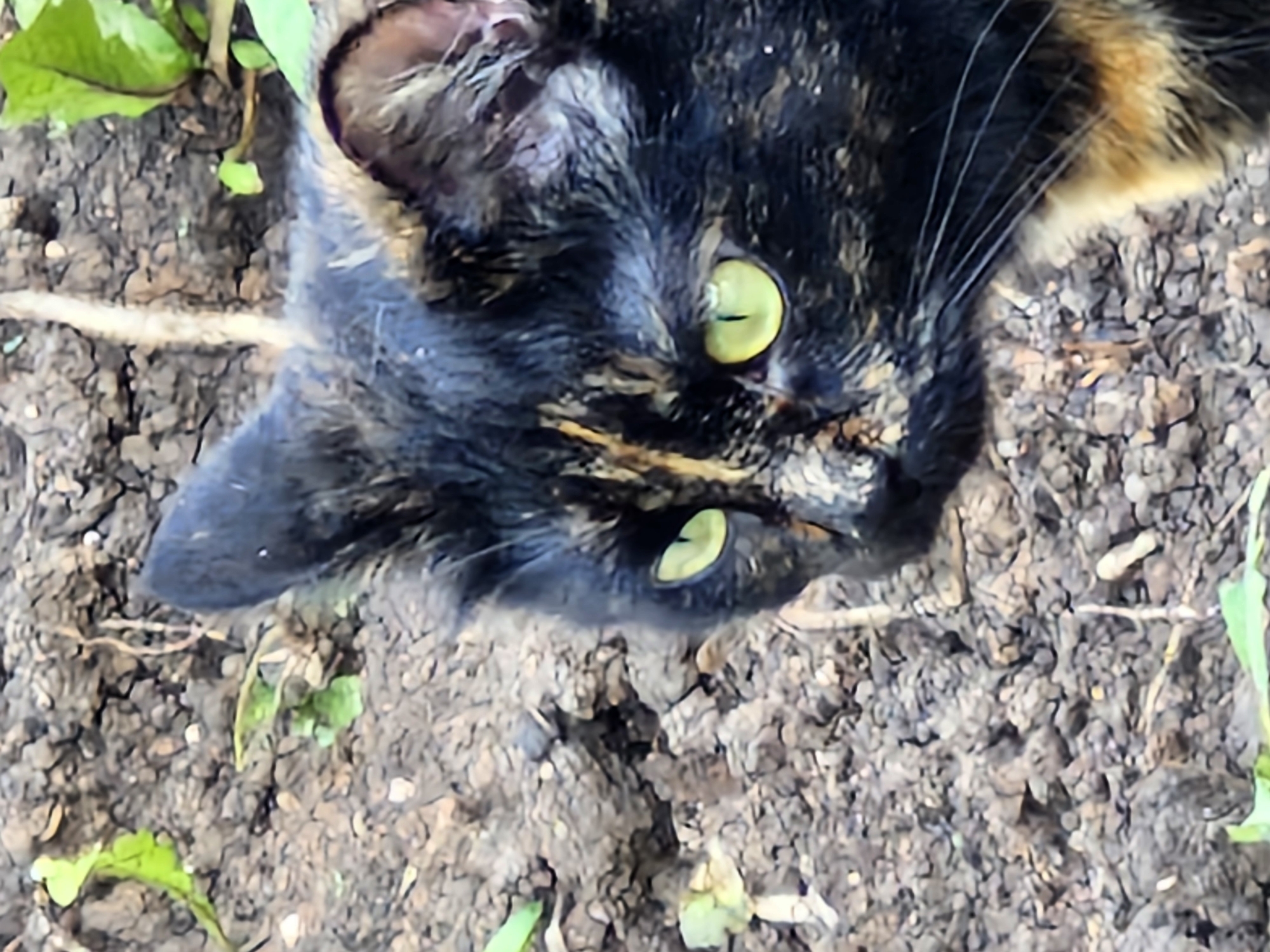 A close-up, high-angle shot captures the head and shoulder of a tortoiseshell cat in what appears to be a garden or yard in Buzdyak, Russia. The cat, with striking green eyes, is looking to the left of the frame. Its fur is a mix of black, brown, and orange. The background consists of dark, uneven soil with small pebbles and some green foliage, suggesting an outdoor, unpaved environment. There are no people or other animals visible in the frame. The image is slightly out of focus, particularly around the edges.