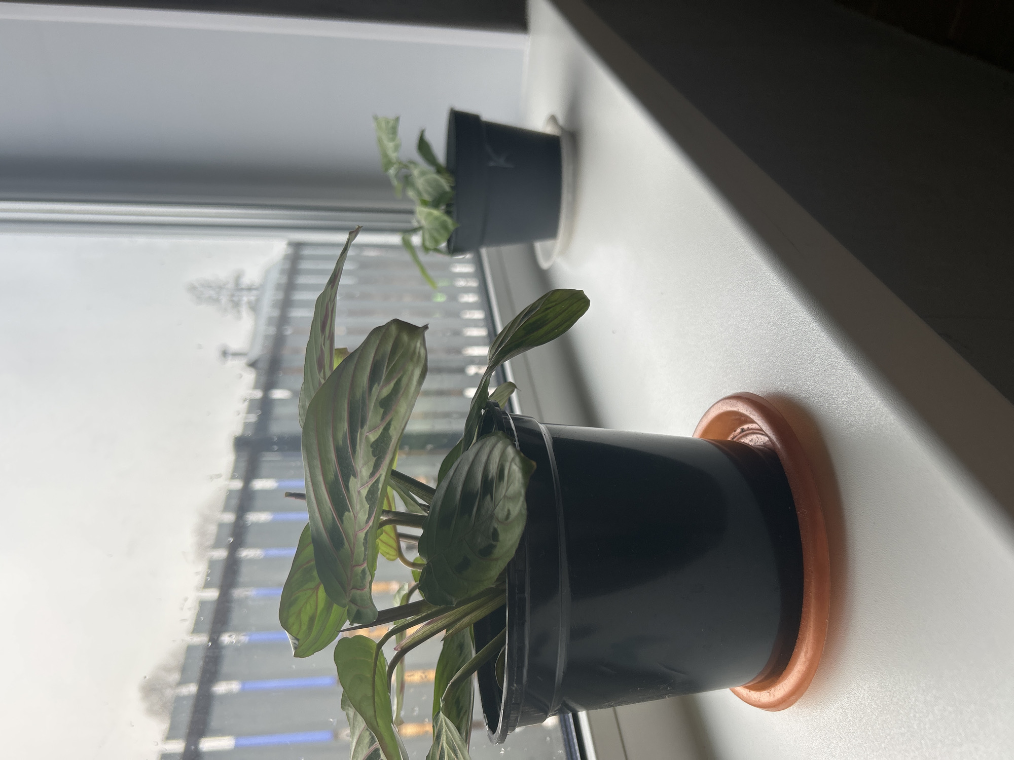 The image depicts two potted plants on a windowsill. The closer plant has striped leaves with a reddish hue. The plant in the distance has small, green leaves. Through the window, it appears to be a grey day in a city, with a blurred view of buildings and structures. Based on the context, it's presumed the location is in Chaikovsky, Russia.