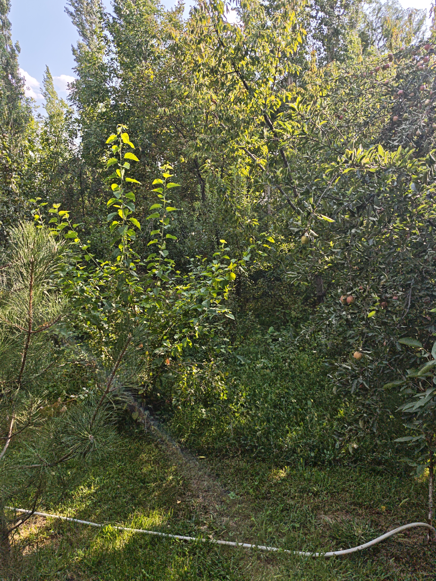 In Yakkatut, Uzbekistan, this image captures a lush garden scene bathed in sunlight. In the foreground, a pine tree with needle-like leaves stands to the left, its branches extending diagonally across the frame. A white hose lies coiled on the grassy ground, indicating recent or ongoing watering. Behind the pine, a young deciduous tree with bright green leaves rises prominently, its slender trunk and branches reaching upwards. Further in the background, a dense canopy of mature trees dominates the view. Some of these trees appear to be fruit-bearing, with several small, round fruits, likely apples, visible on the branches of the tree on the right. The undergrowth is a thick carpet of green grass and various smaller plants, contributing to the overall verdant and overgrown appearance of the garden. The sky, visible in the upper left corner, is a clear blue with a few scattered white clouds. The lighting suggests it is daytime, with sunlight filtering through the leaves, creating dappled patterns of light and shadow on the ground and foliage. There are no people or animals present in the scene.