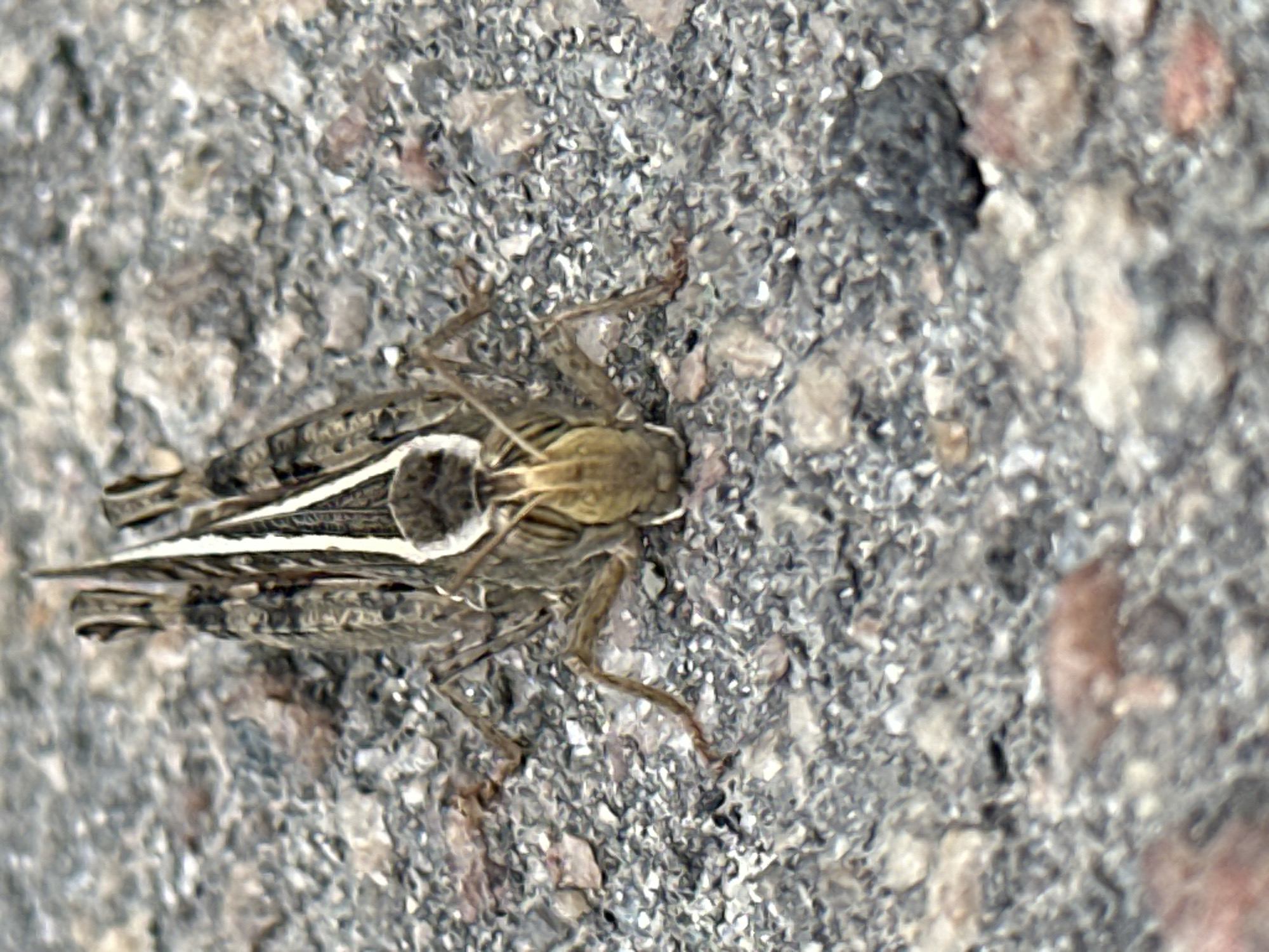 A close-up, eye-level shot shows a grasshopper on a grey, gravelly surface. The grasshopper is facing the camera, with its head and front legs visible. Its body is segmented and brown with lighter markings, and its wings are folded down its back, revealing a prominent white stripe down the center of each. The gravelly surface appears to be a mix of small grey, brown, and reddish pebbles. The background is out of focus but appears to be more of the same gravelly texture. The image is taken in Luhansk, Ukraine, on an unspecified date.