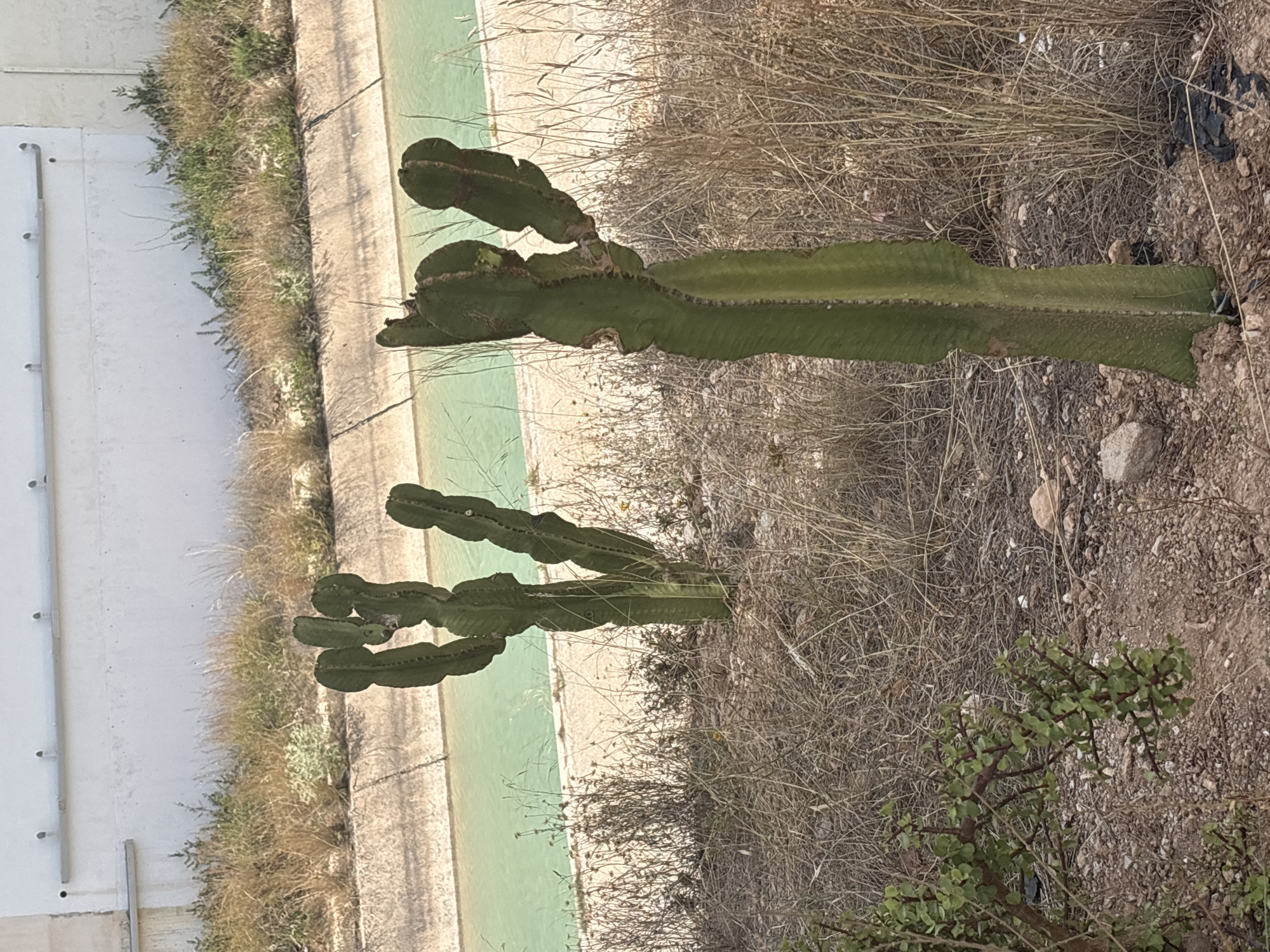 Two cacti stand in dry, brown grass. In the background, a channel of green water is visible, bordered by a concrete structure. A white building with a metal pipe runs along the top of the structure.