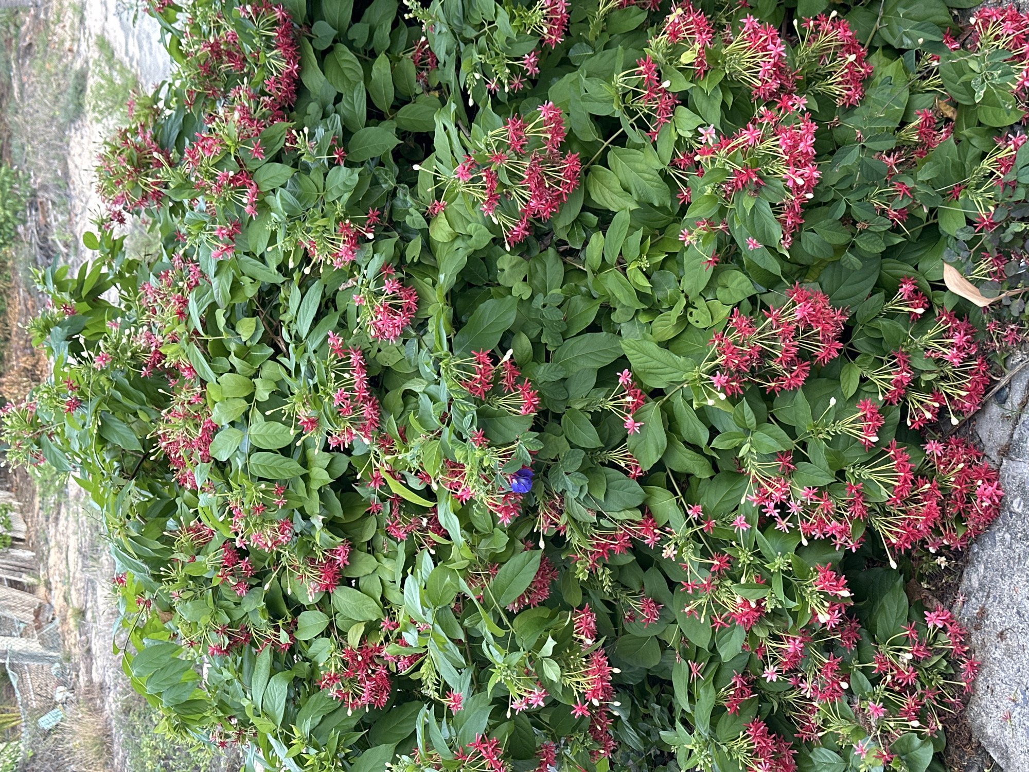 A bush with numerous clusters of small, pinkish-red flowers with white tips is in full bloom. The flowers hang in delicate bunches, contrasting with the dark green, ovular leaves of the plant. A single, small, bright blue butterfly is perched on a cluster of flowers. The bush is dense and appears to be growing outdoors, with a hint of a paved area and some dry foliage at its base. In the background, out of focus, are elements of an outdoor environment that could be a residential yard or garden, with a fence and some dried vegetation. The lighting suggests it is daytime, likely late afternoon or early morning given the soft illumination. The scene appears to be located in Phan Thiết, Vietnam.
