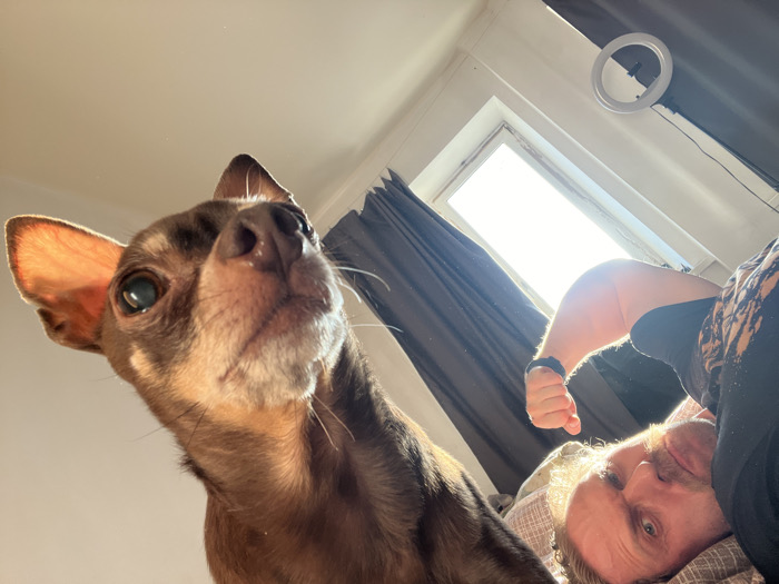 The image displays an interior scene, likely a bedroom, located in Saint Petersburg, Russia. A small, short-haired brown dog is prominently featured in the left and central foreground, its head angled slightly upwards and to the right. The dog's right ear is translucent and illuminated by strong backlighting, revealing an orange hue. Its eyes are dark, and whiskers are visible. To the right of the dog, a male individual is visible, lying down. He possesses light-colored, curly hair and a beard, looking directly towards the camera. He is wearing a dark short-sleeved shirt, and a dark band or watch is present on his right wrist. The background is dominated by a brightly lit window, suggesting direct sunlight. Dark curtains frame the window on both sides. A white, circular LED ring light is mounted or hanging near the top right corner of the window frame. The man rests on pillows, one of which displays a light-colored, patterned fabric.