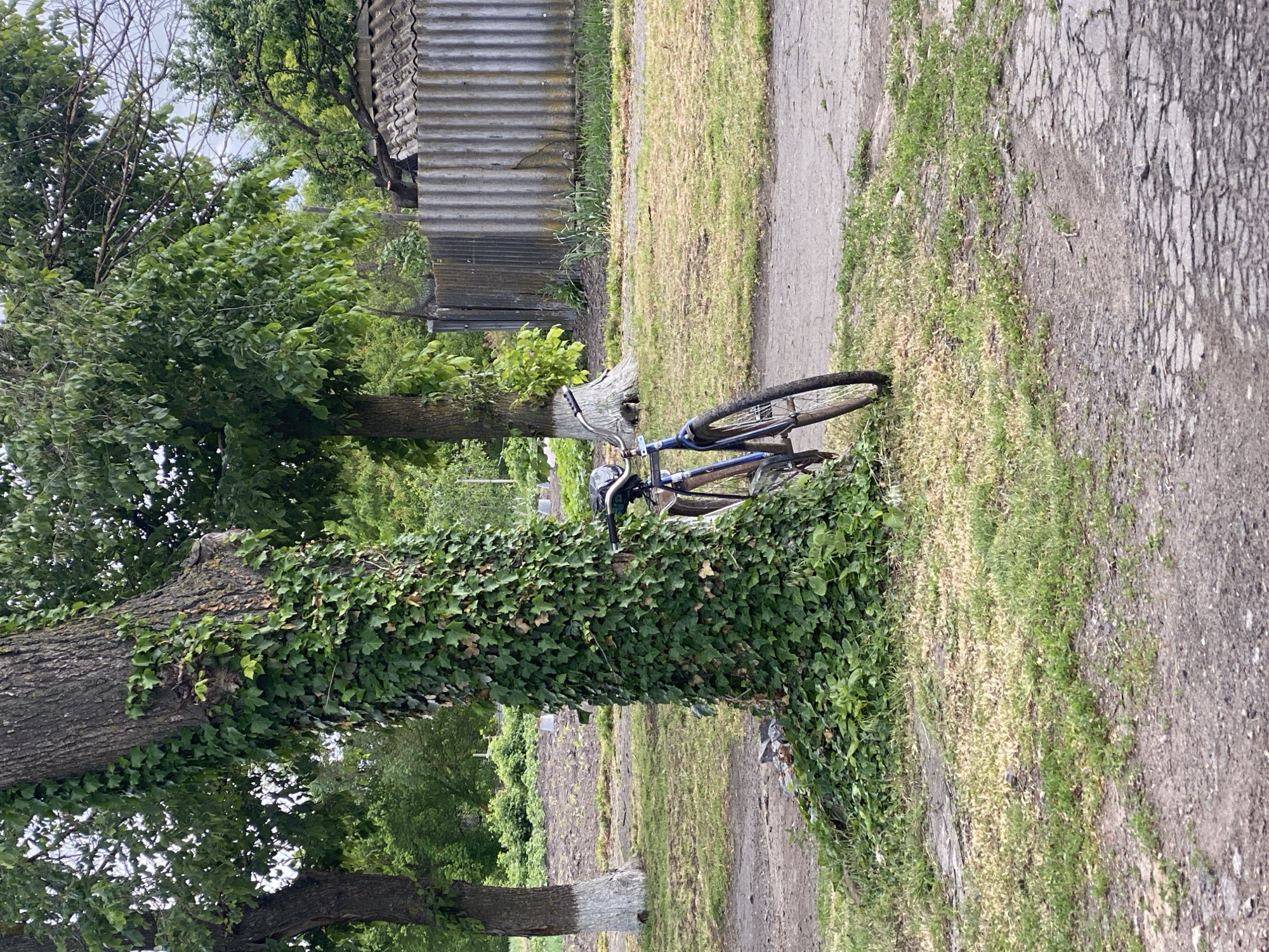 A bicycle is leaning against a tree in Ustyvytsia, Ukraine. The tree is covered in ivy. A concrete path and dirt road are nearby. A fence and other trees are visible in the background.
