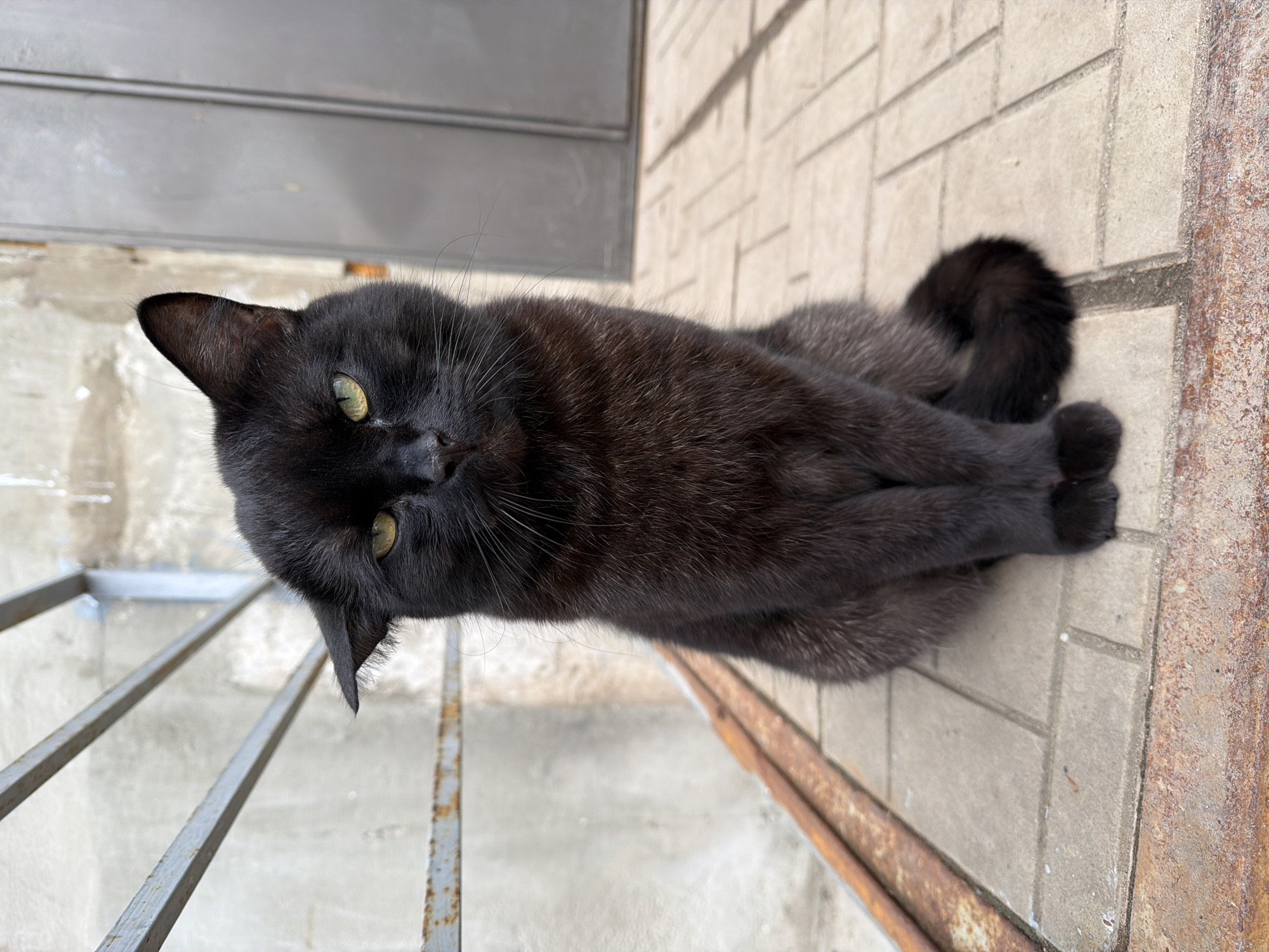 A black cat with green eyes is lying on a light gray brick surface. The cat is positioned lengthwise, with its head facing the lower left corner of the image. Its front paws are crossed neatly. The tail is curled beside its body. A gray metal grate is visible along the lower left edge of the image, and a weathered, rusty metal strip runs along the lower right edge. Above the cat's head is a section of a gray metal door or covering. The bricks form a geometric pattern. The scene appears to be outdoors. The location cannot be conclusively confirmed as Votkinsk, Russia, based solely on this image.